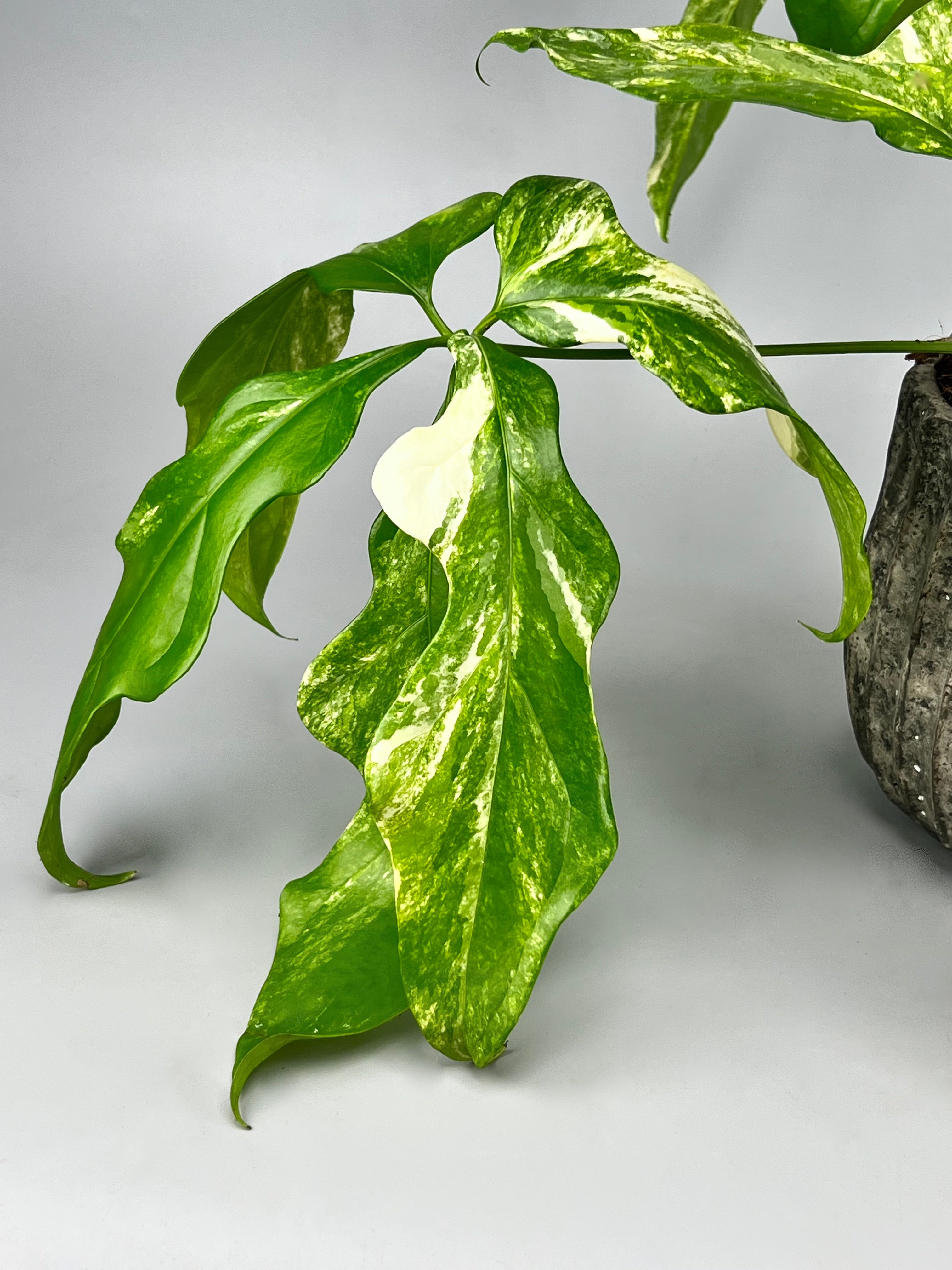 Anthurium pentaphyllum Variegata 'Costa Rica'