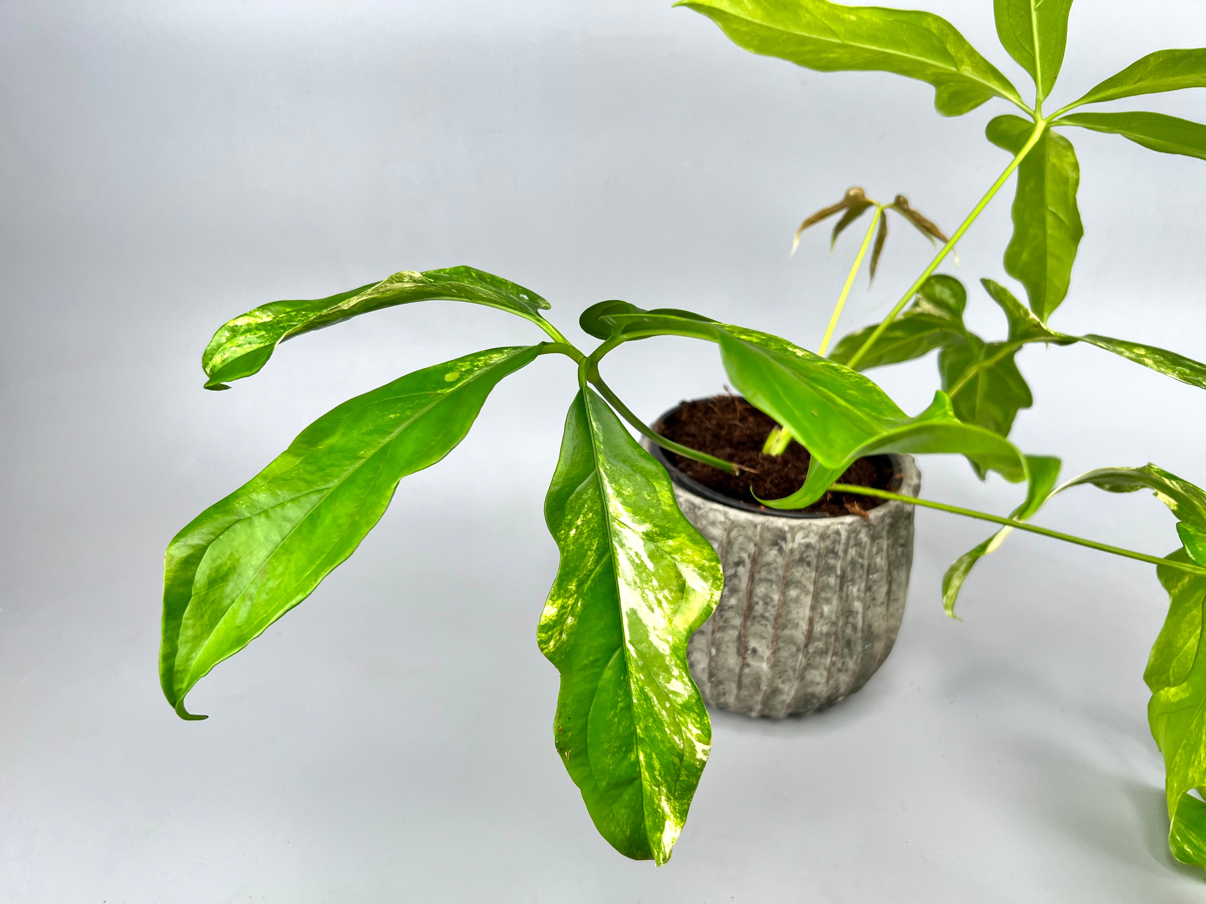 Anthurium pentaphyllum Variegata 'Costa Rica'