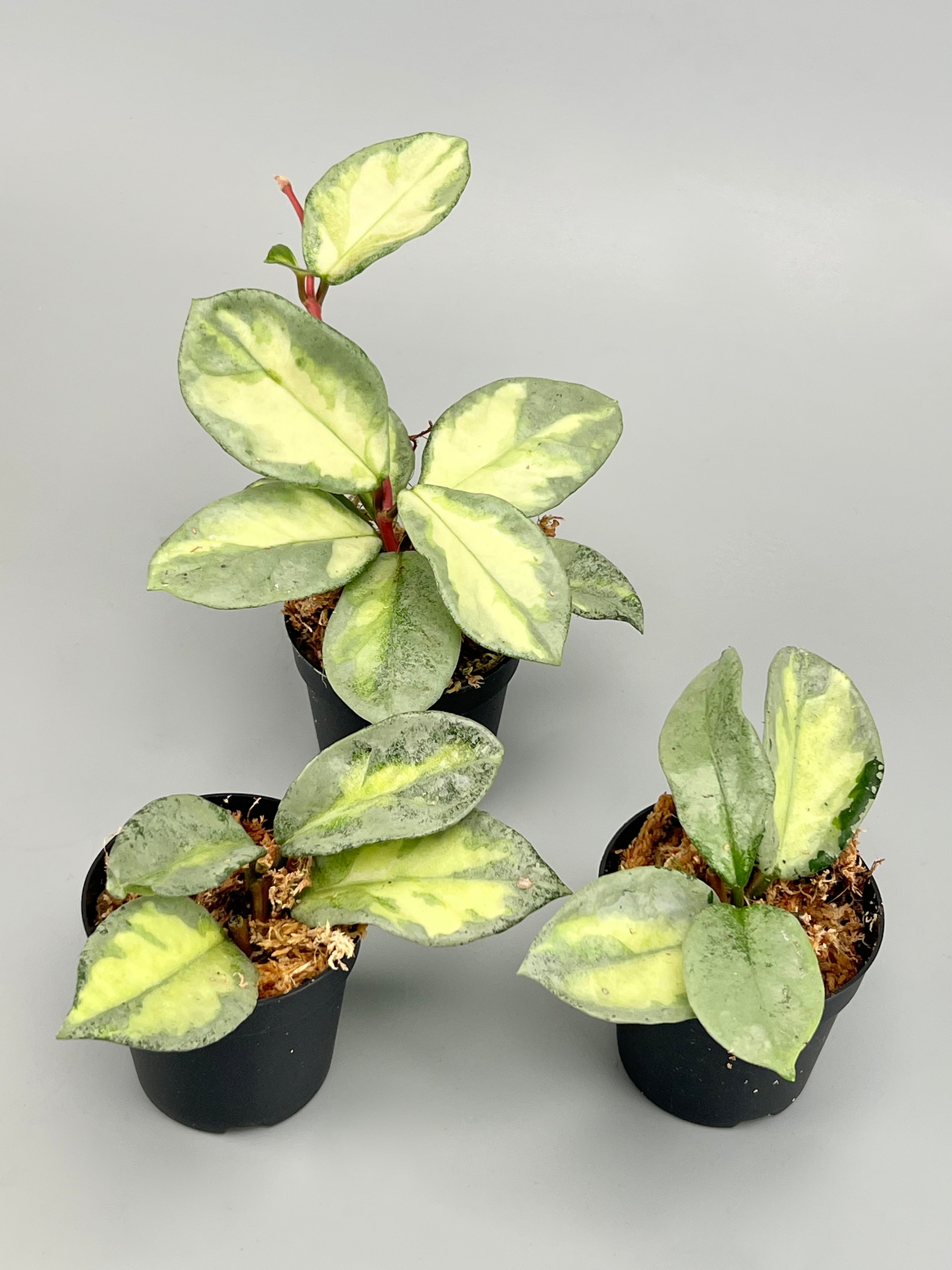 Hoya Argentea Princess (2 Leaves) Cutting