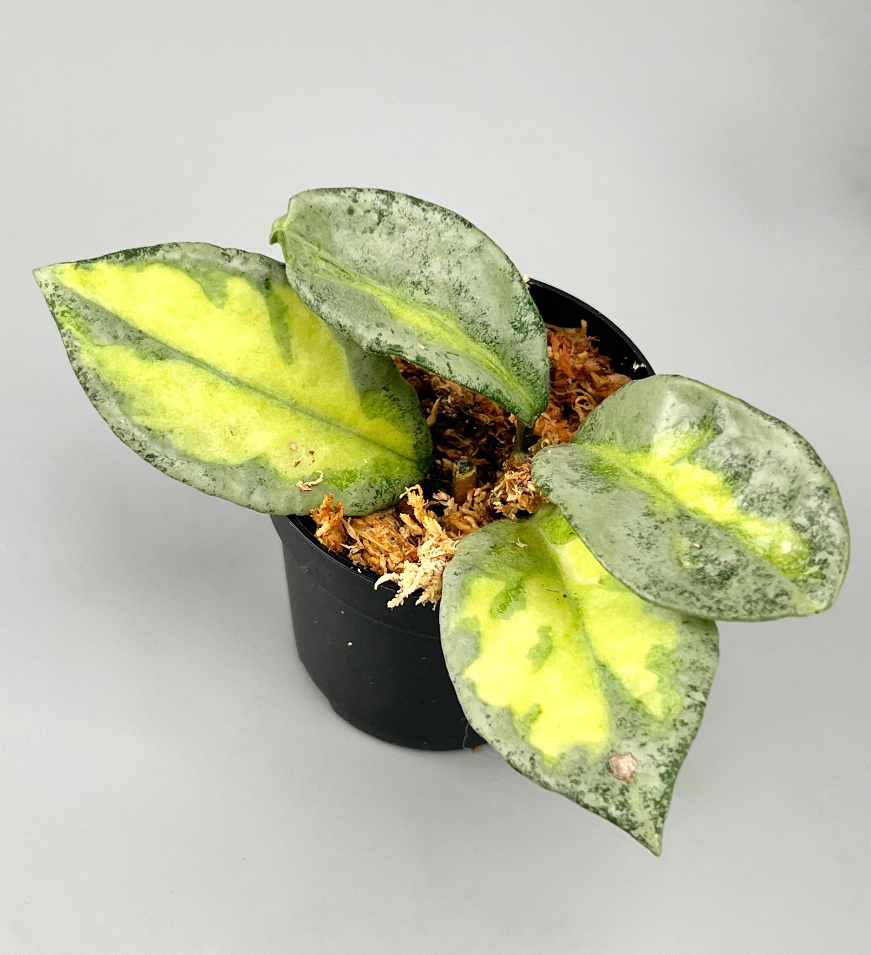 Hoya Argentea Princess (4 Leaves)