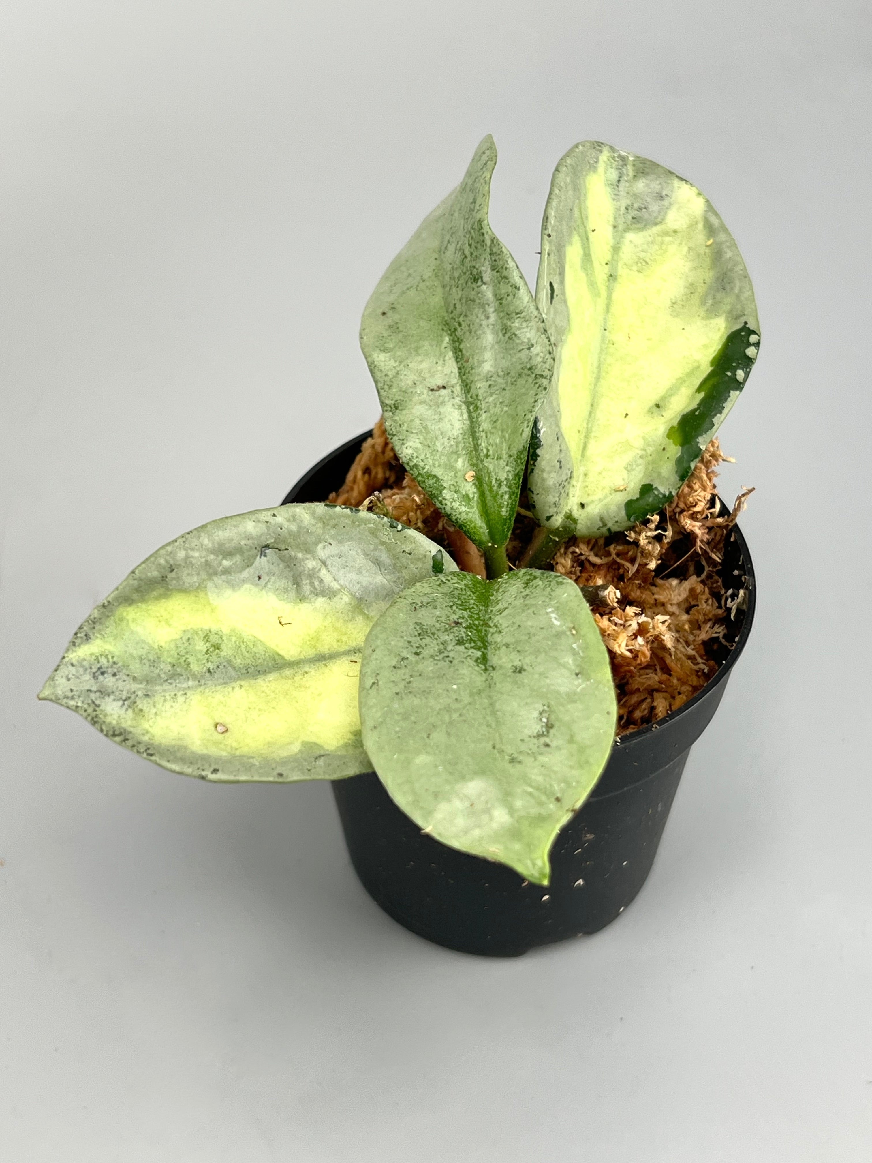 Hoya Argentea Princess (2 Leaves) Cutting