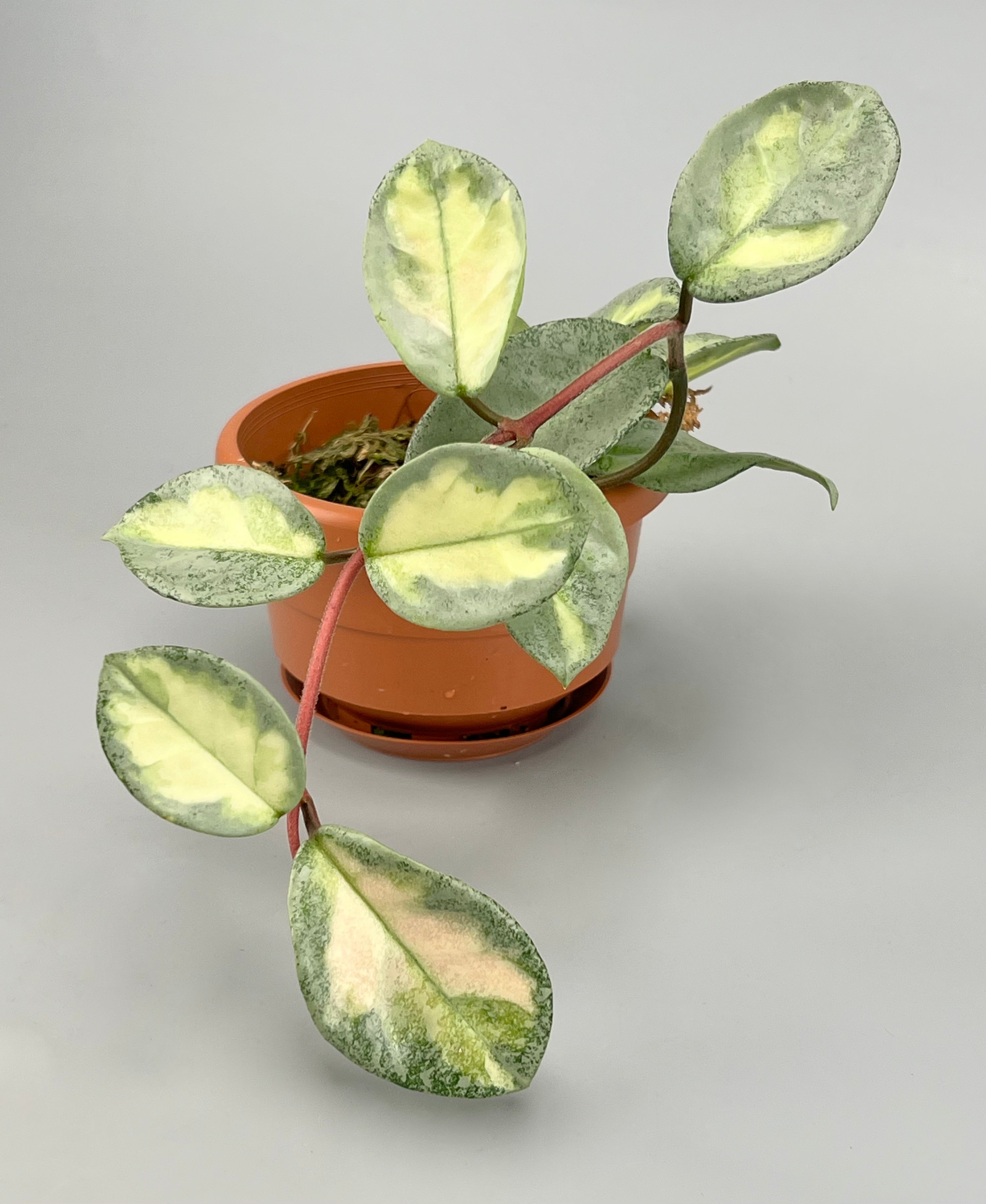 Hoya Argentea Princess (4 Leaves)