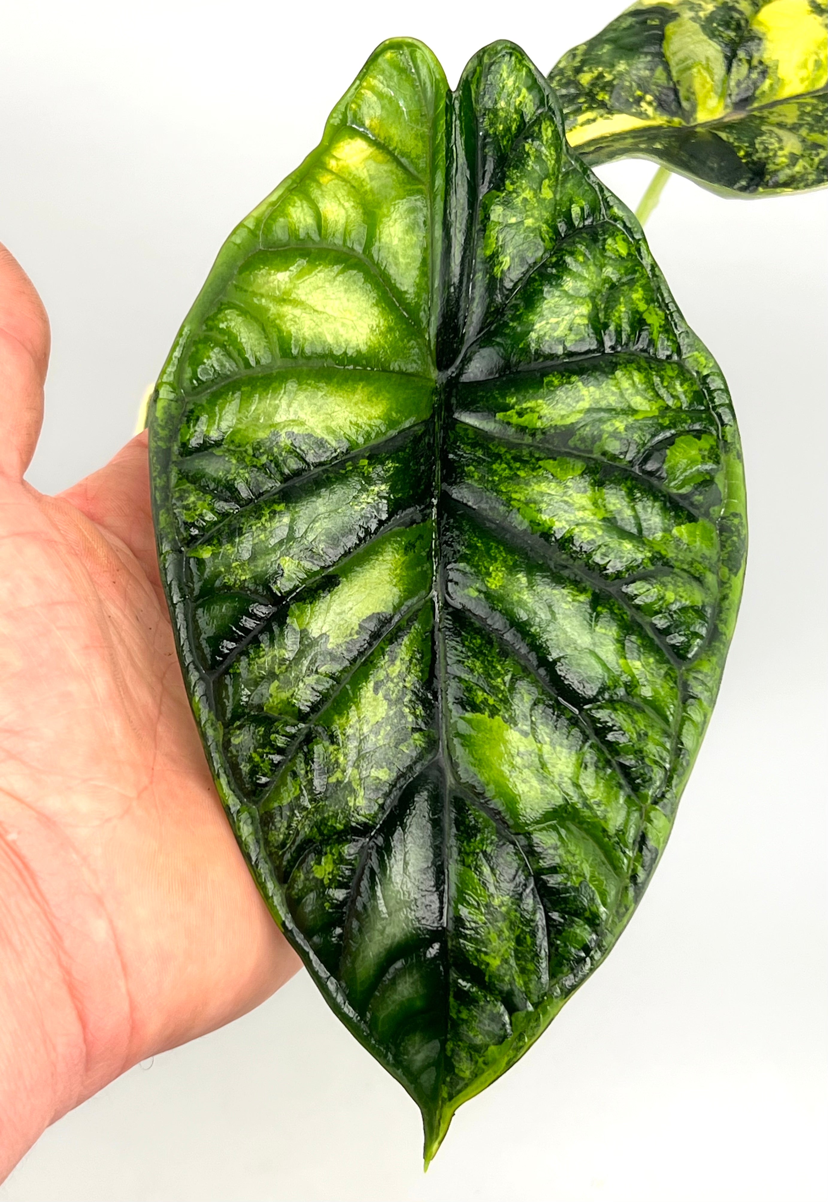 Alocasia Green Dragon 'variegata aurea' (eitjes, knolletjes)