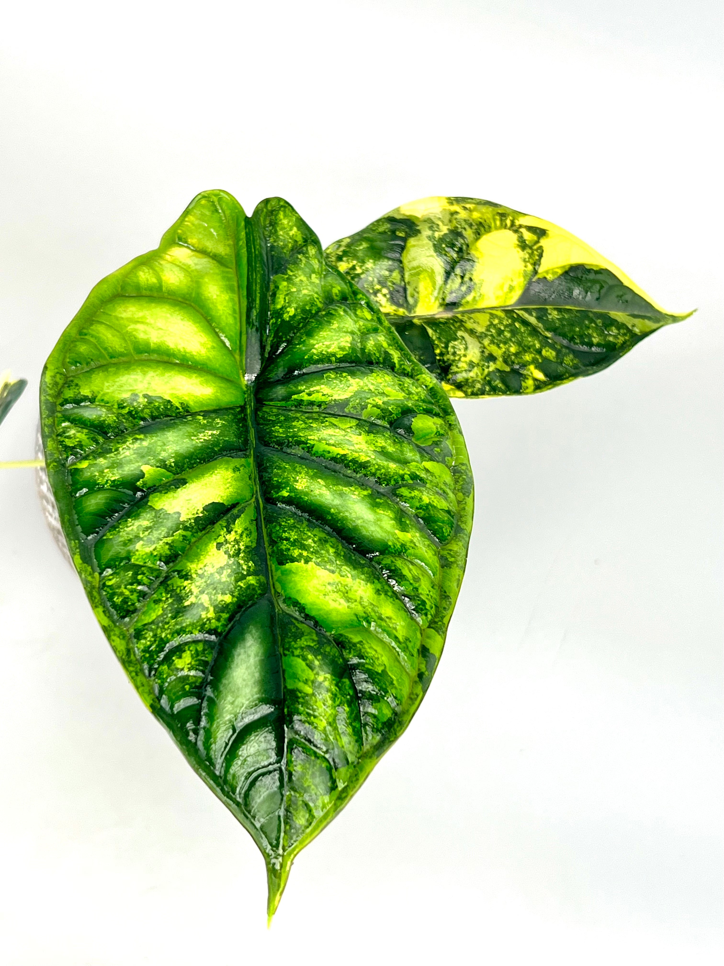 Alocasia Green Dragon 'variegata aurea' (eitjes, knolletjes)