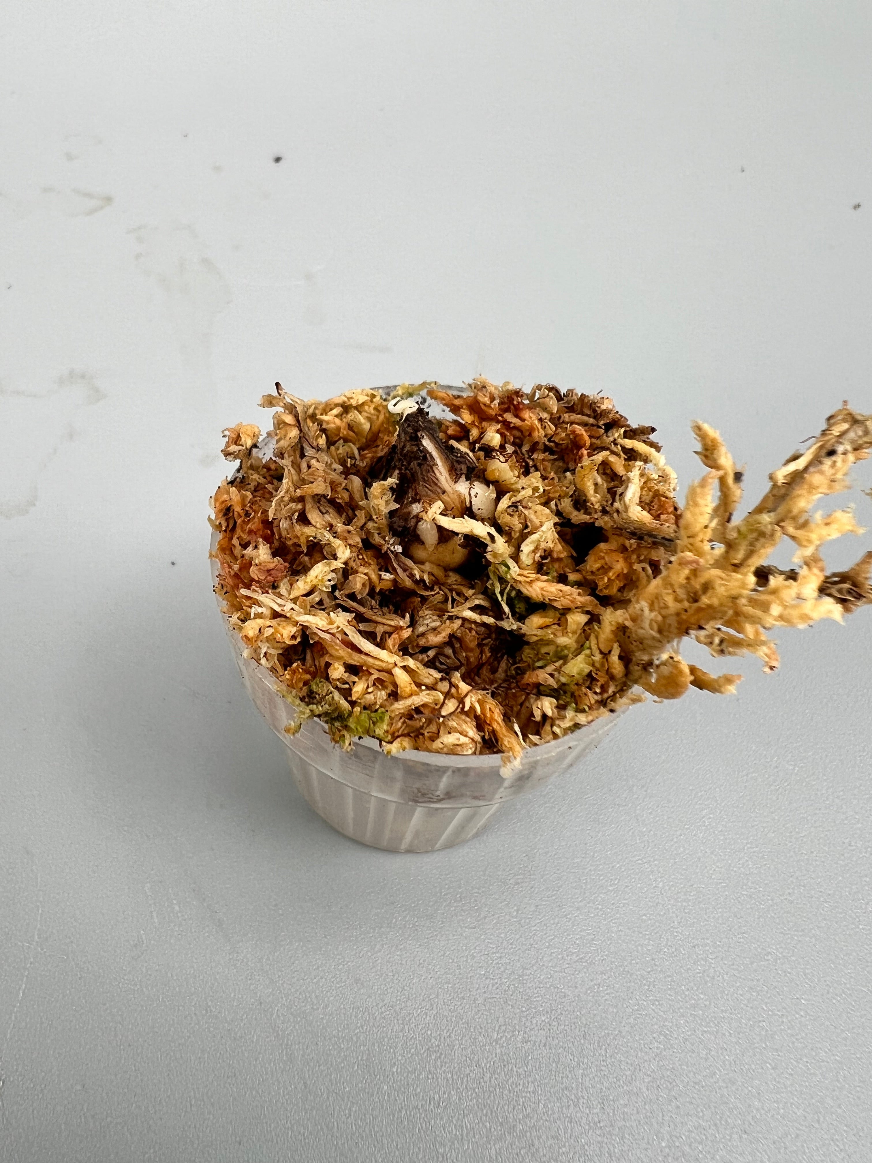 Alocasia black velvet aurea variegata (eitjes, knolletjes)