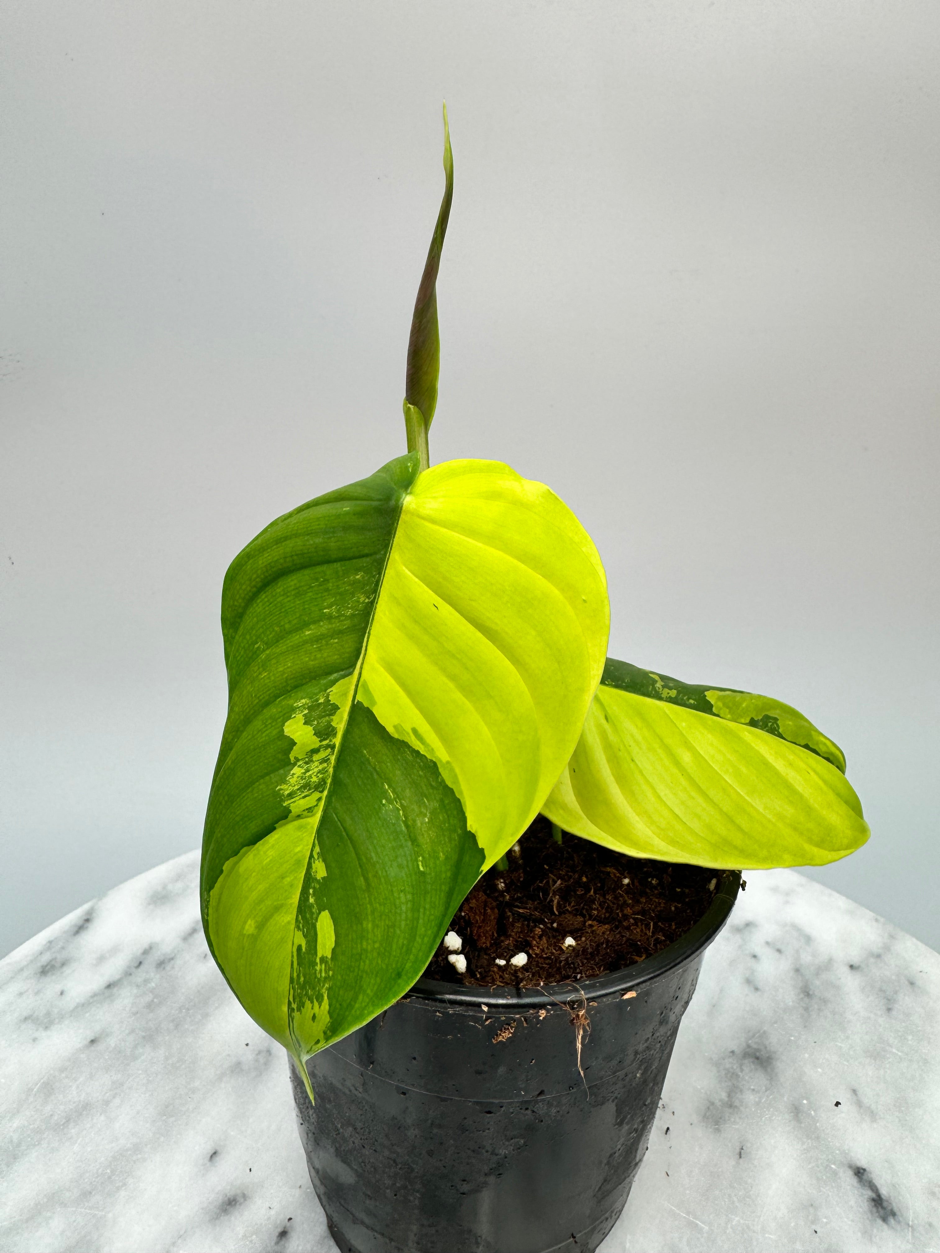 philodendron sharoniae care Philodendron sharoniae Mosquera Variegata