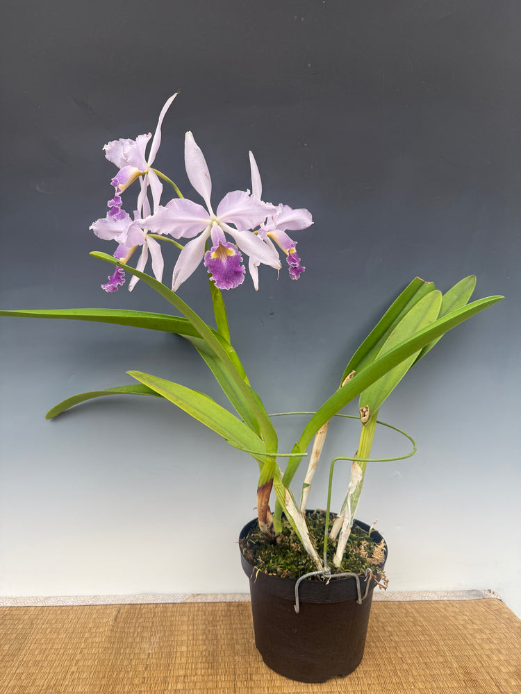 Cattleya warscewiczii coerulea