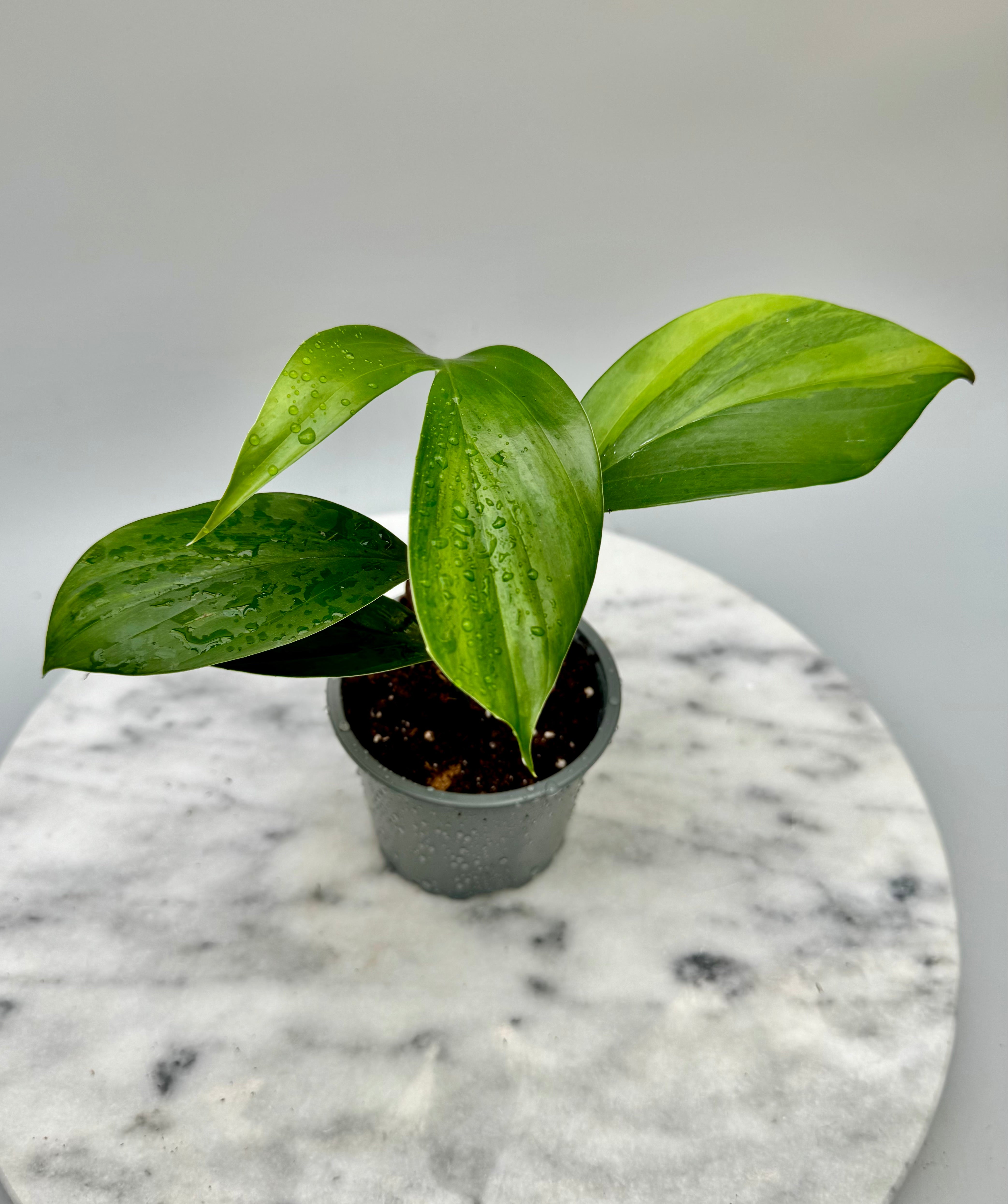 philodendron dragons tail Philodendron Dragon Tail Variegata