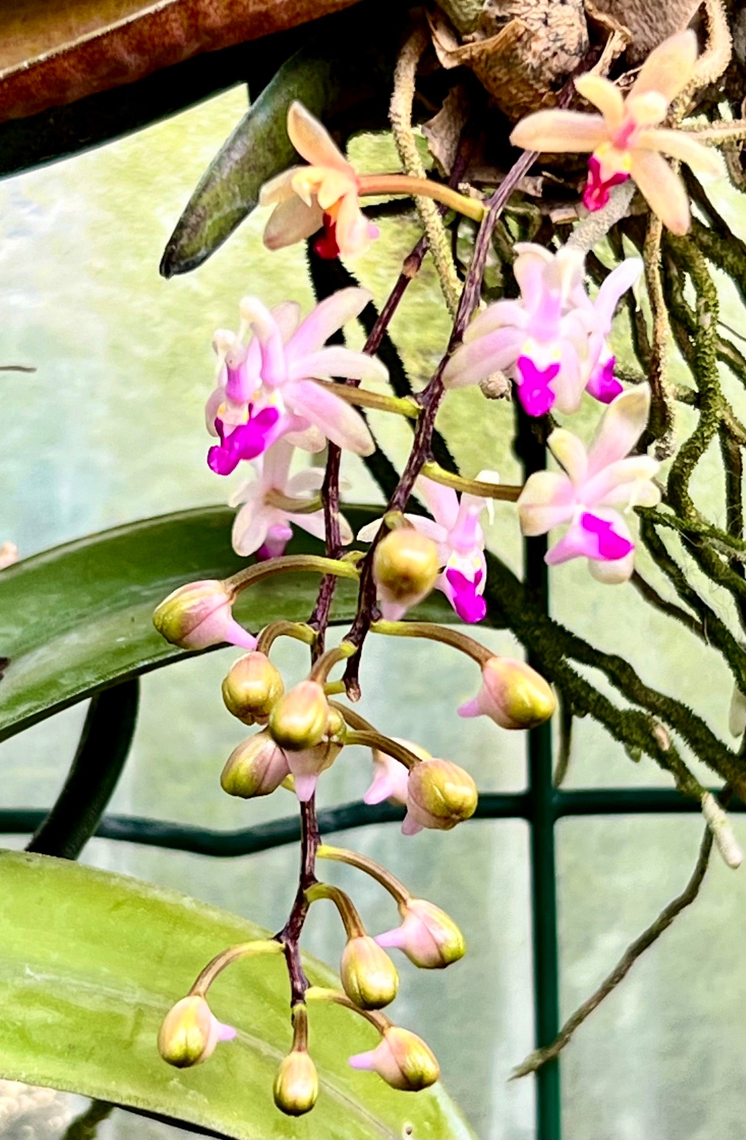 Stereochilus pachyphyllus