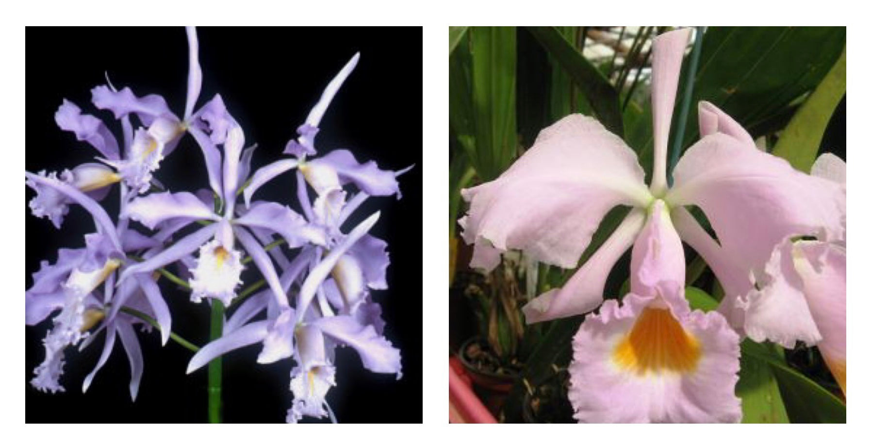 Cattleya maxima var. Coerulea x Cattleya schroederae