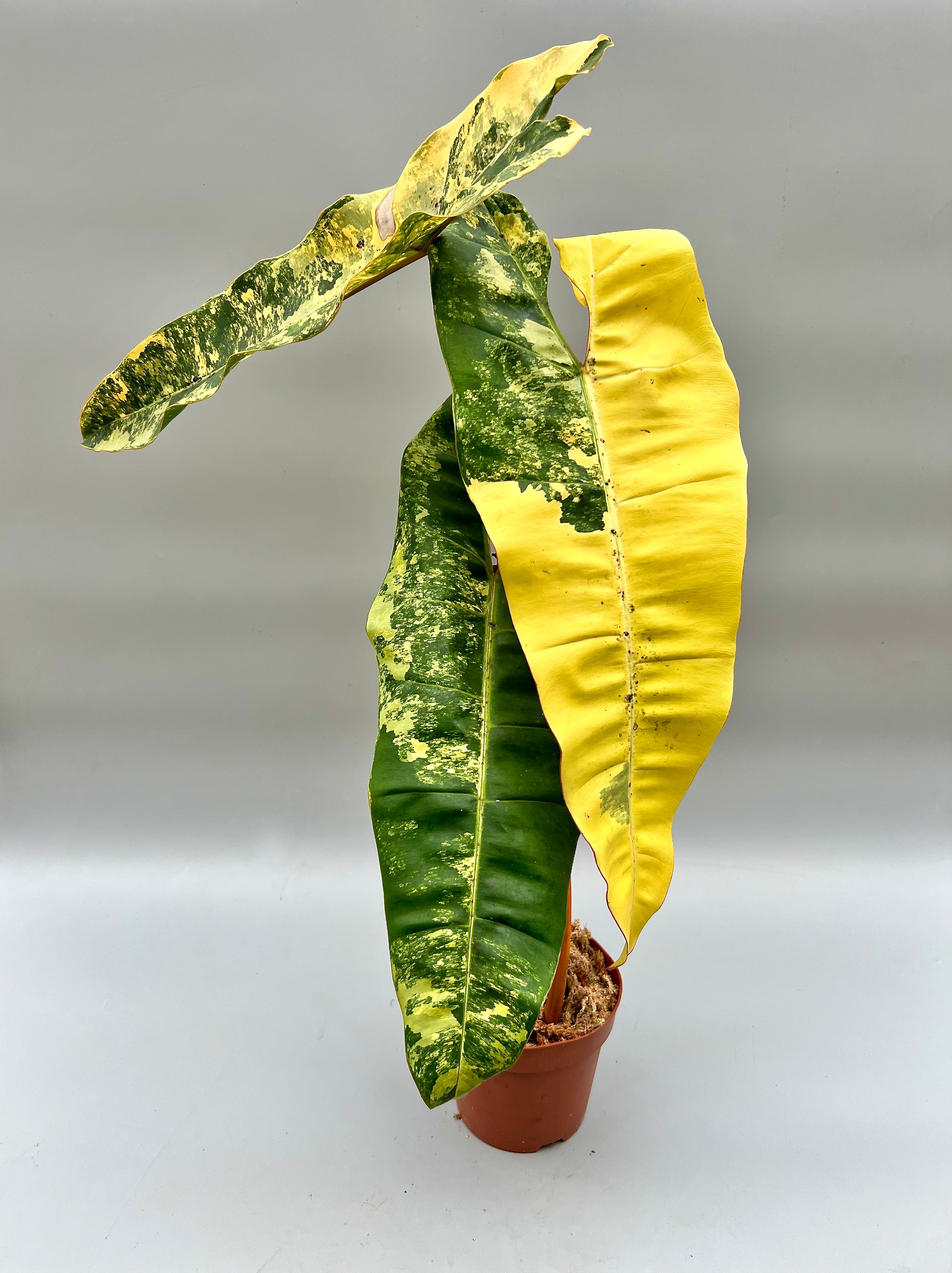 Philodendron billietiae variegata Medium variegation