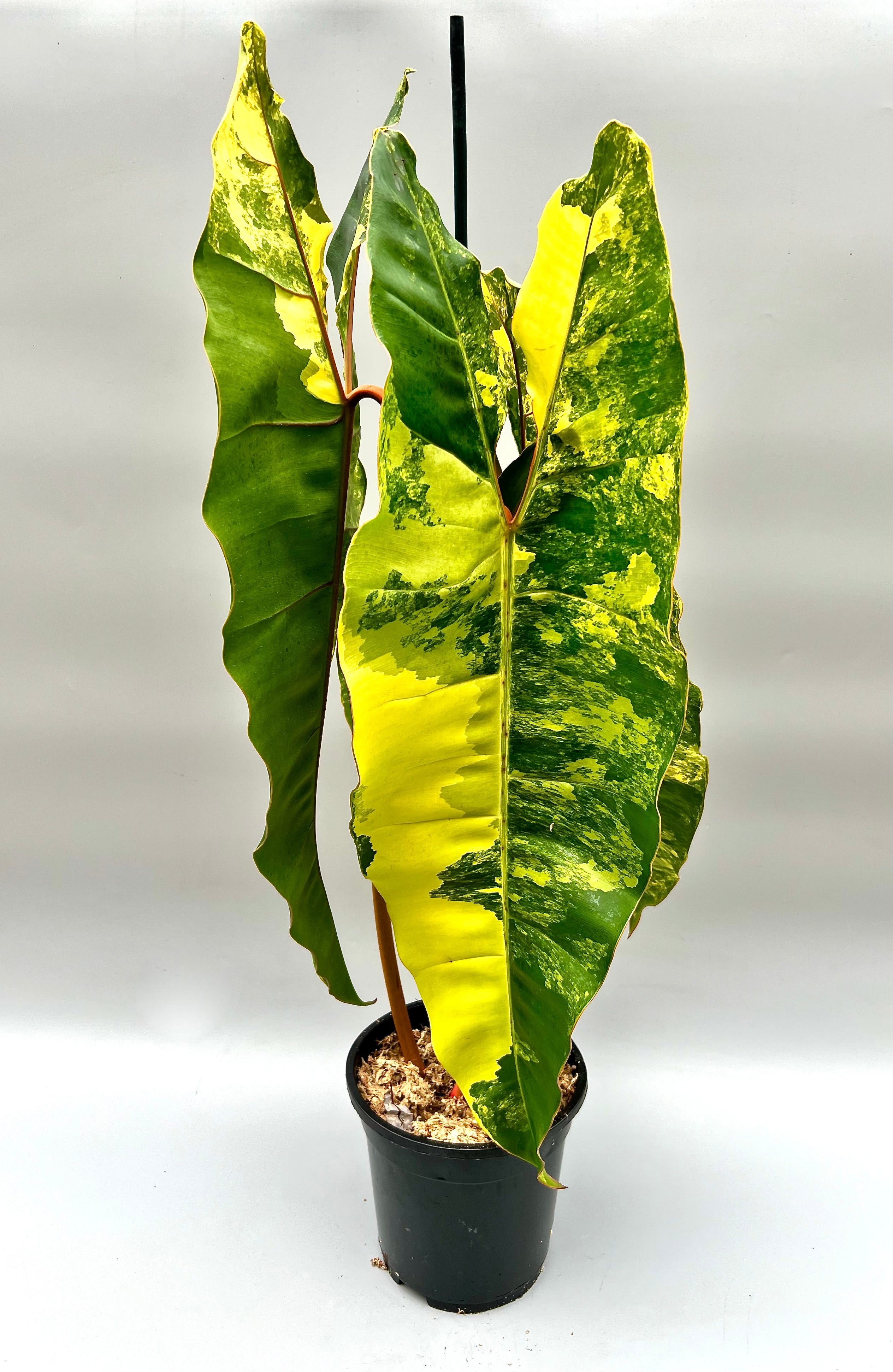 philodendron variegated billietiae Philodendron billietiae Variegata