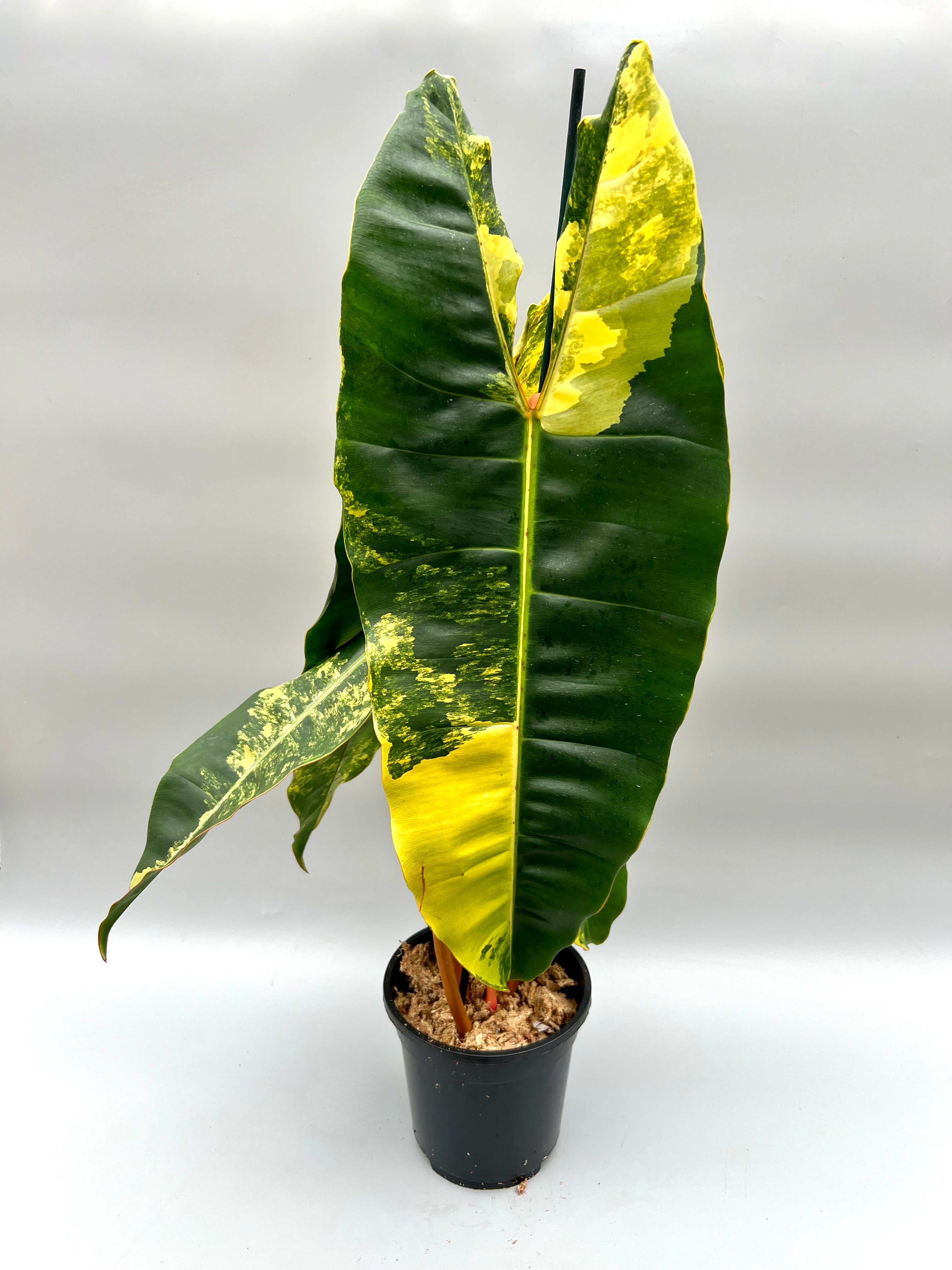 Philodendron billietiae Variegata