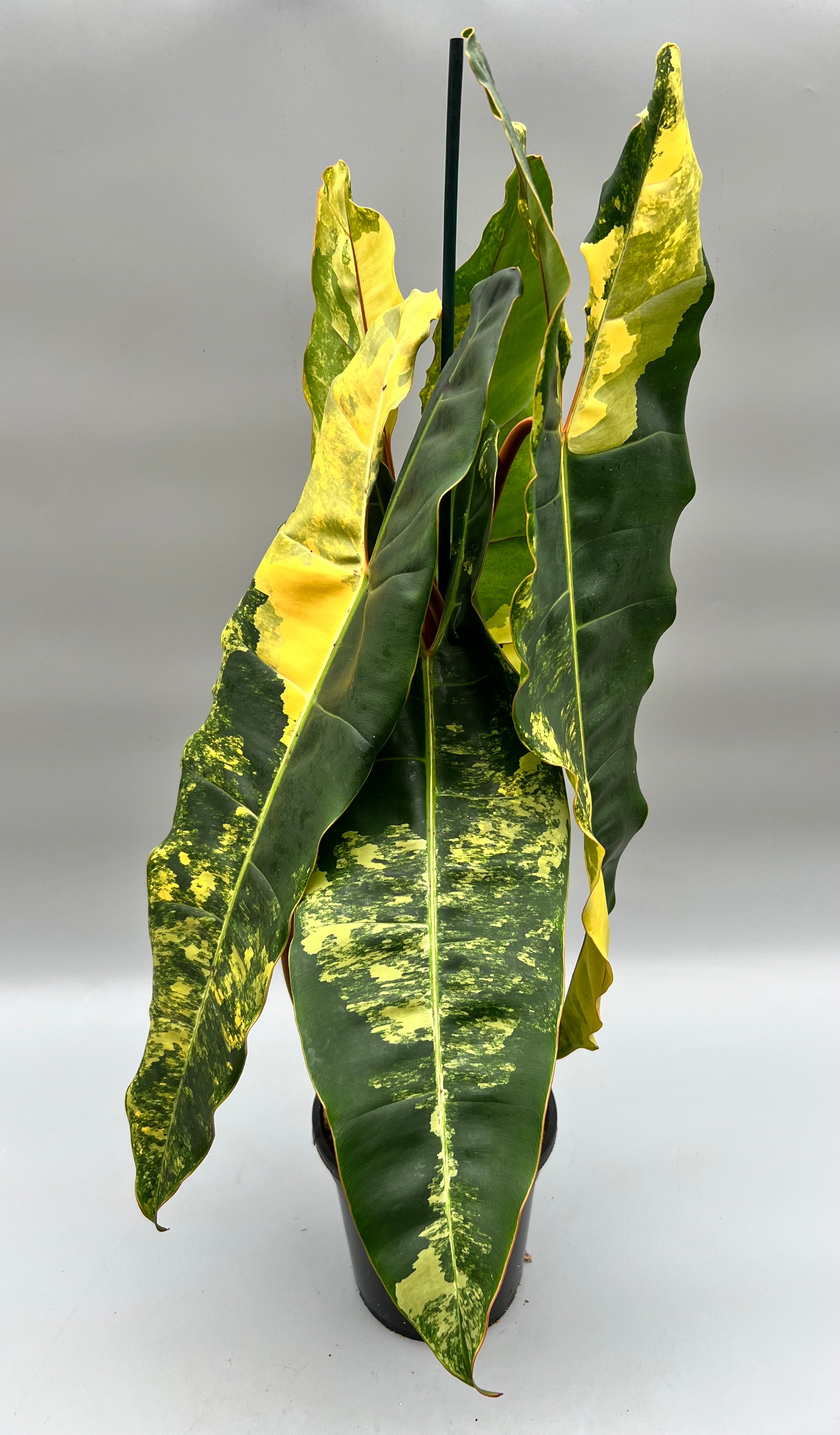 Philodendron billietiae Variegata