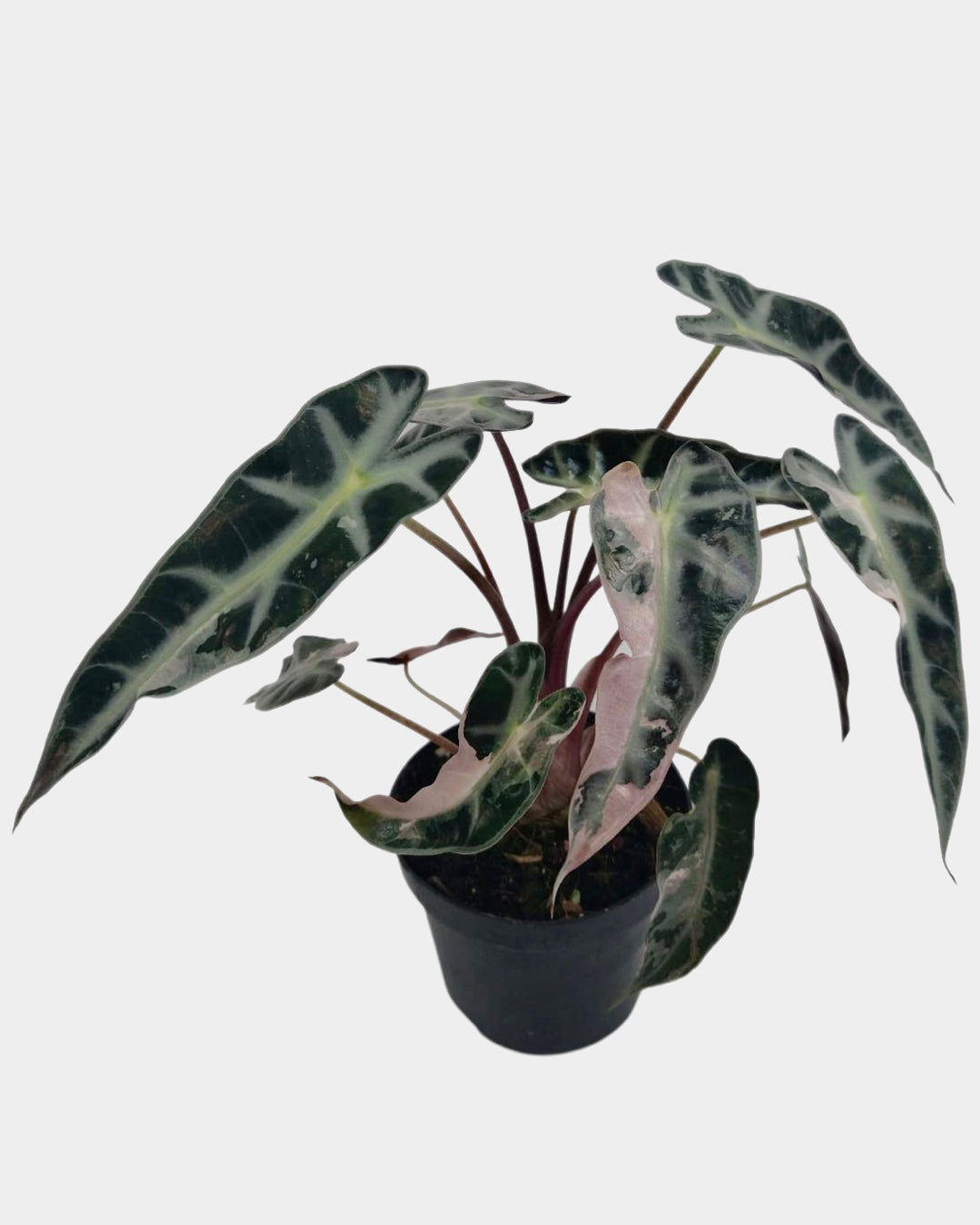 Alocasia Bambino Pink Variegata (eitjes, knolletjes)