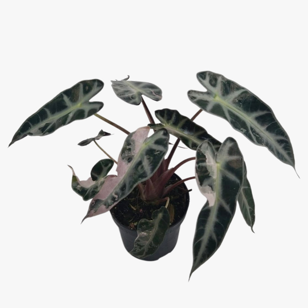 Alocasia Bambino Pink Variegata (eitjes, knolletjes)