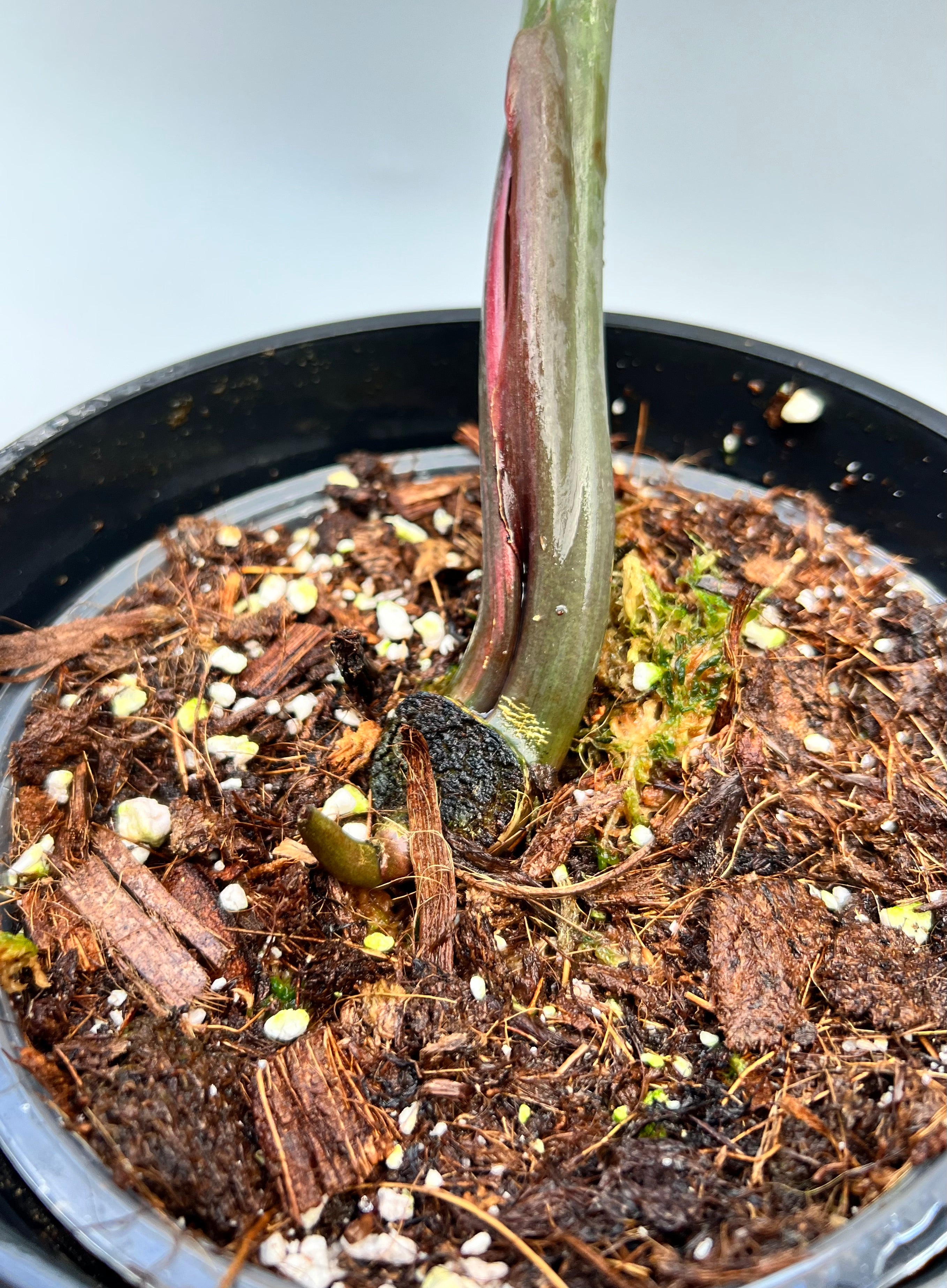 Philodendron Caramel Marble (Schneiden von Blättern)