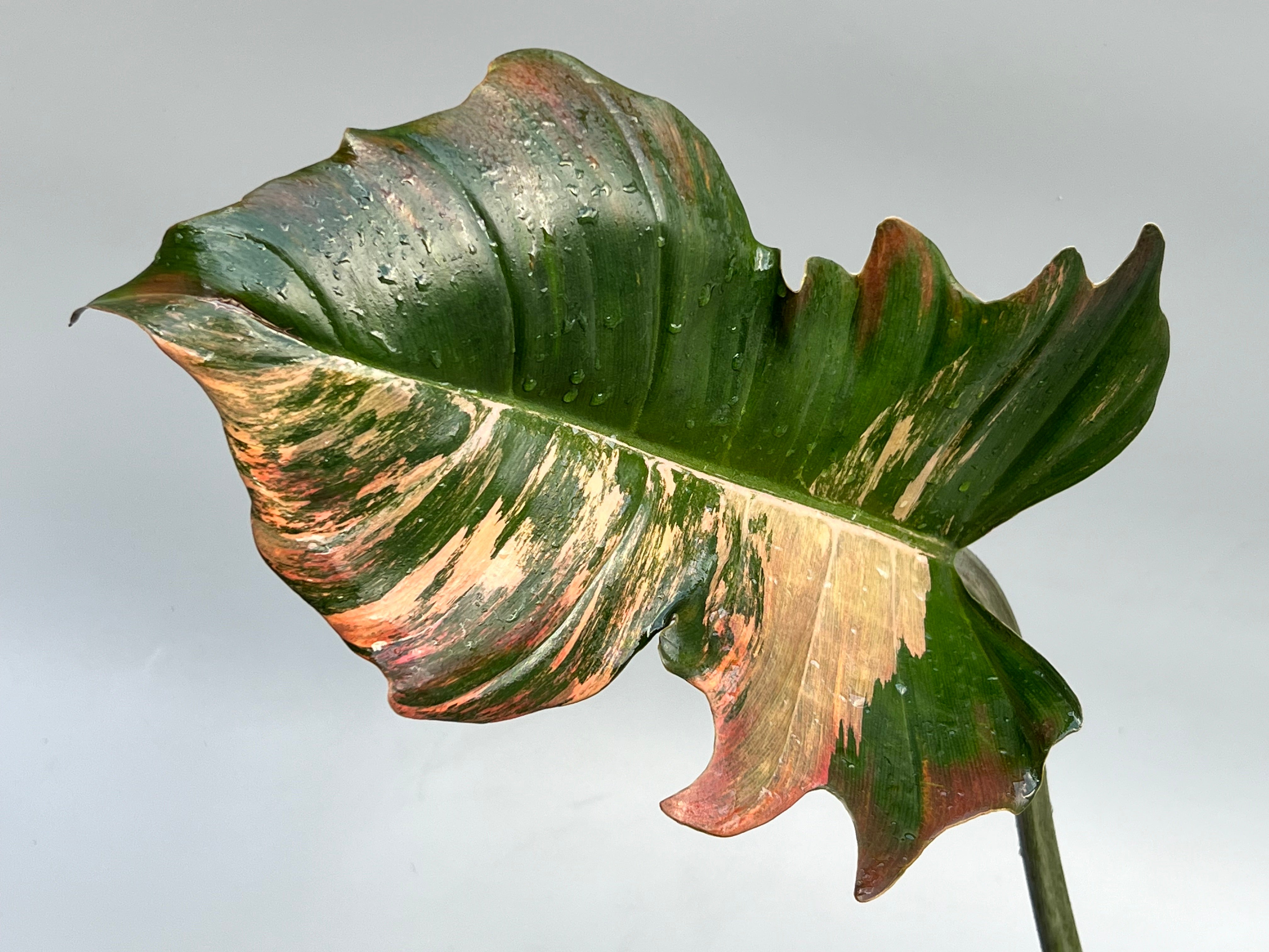 Philodendron Caramel Marble (Schneiden von Blättern)