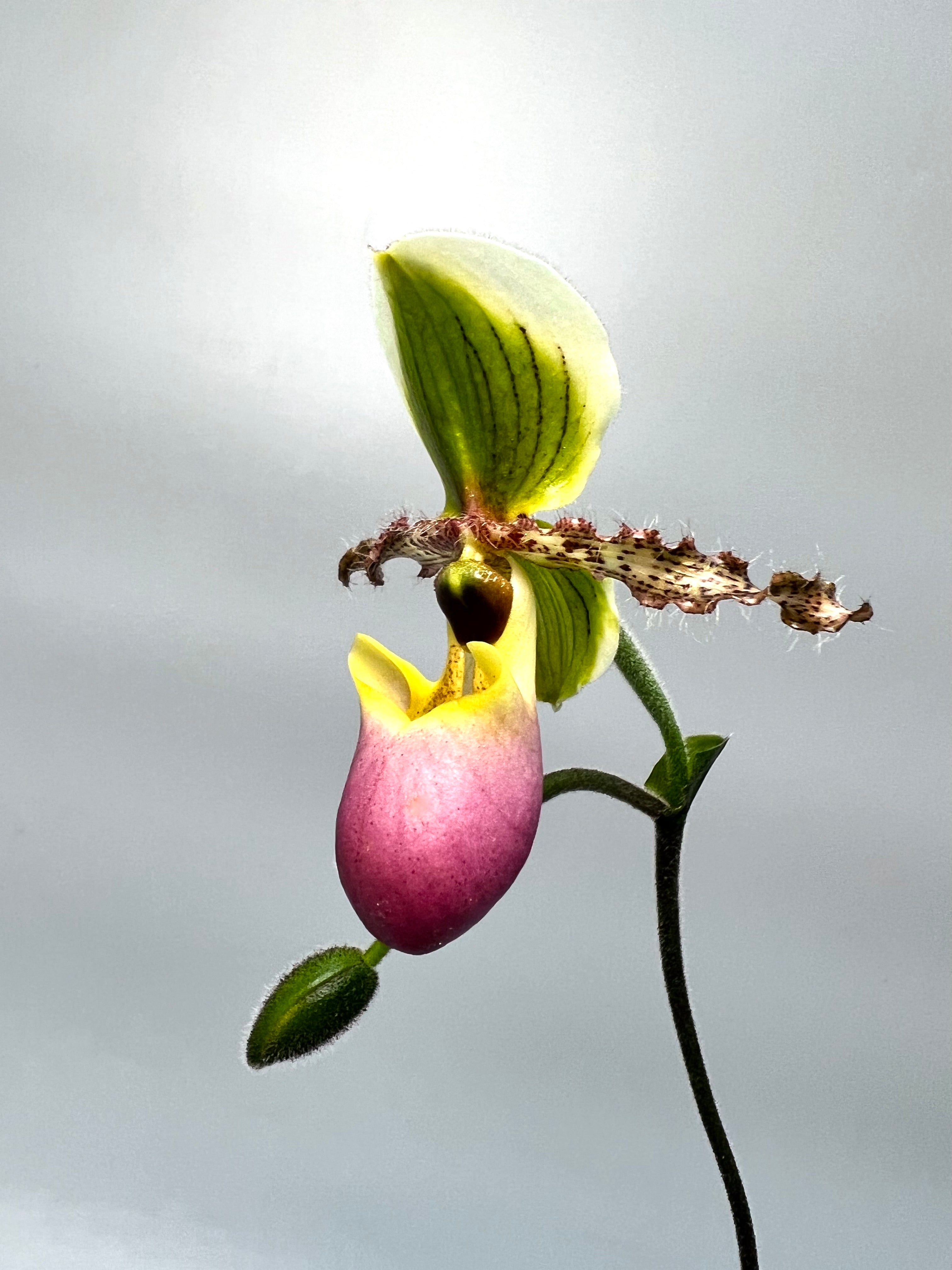 Paphiopedilum victoria mariae