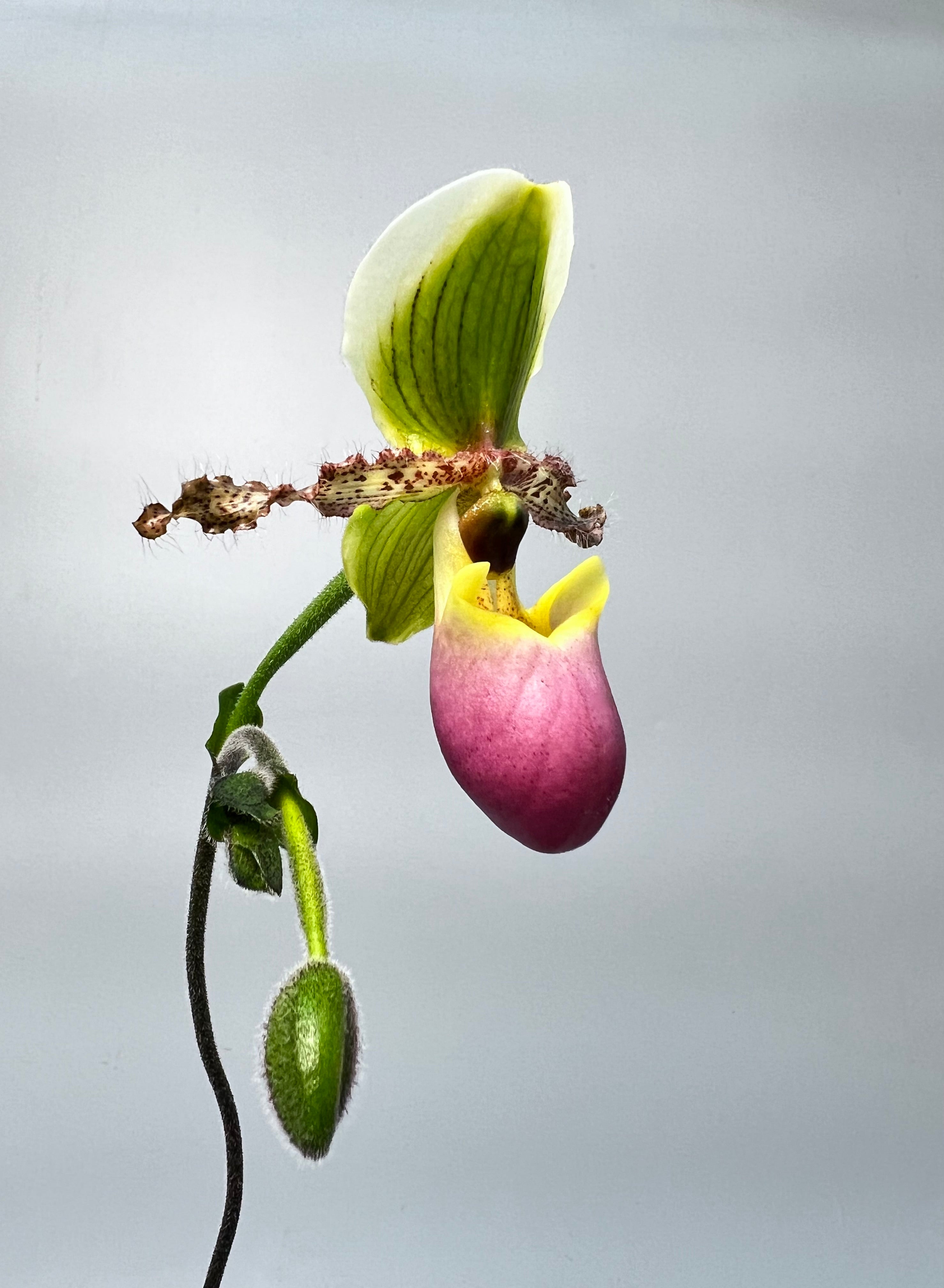 Paphiopedilum victoria mariae