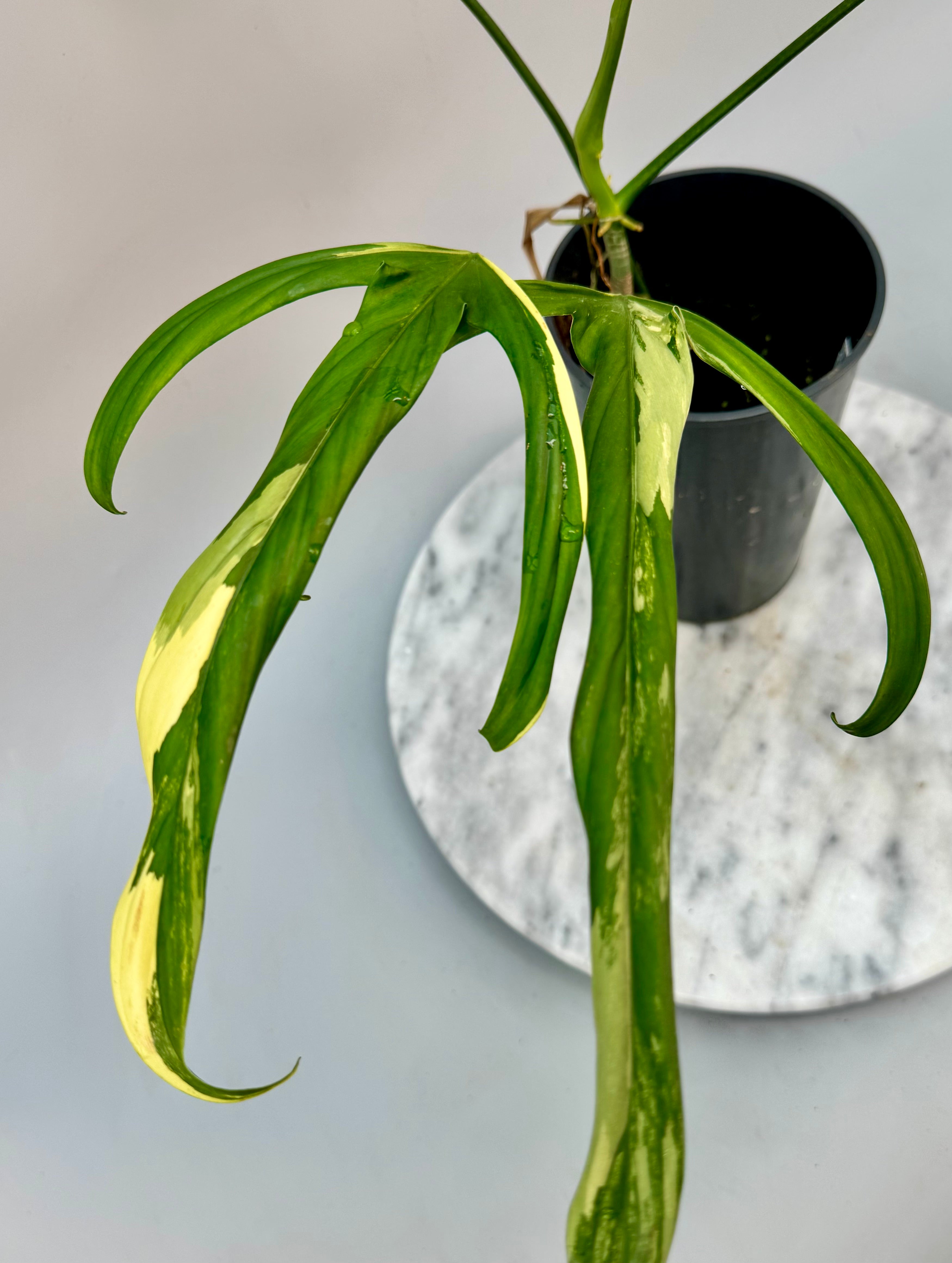philodendron holtonianum mature Philodendron holtonianum Variegated