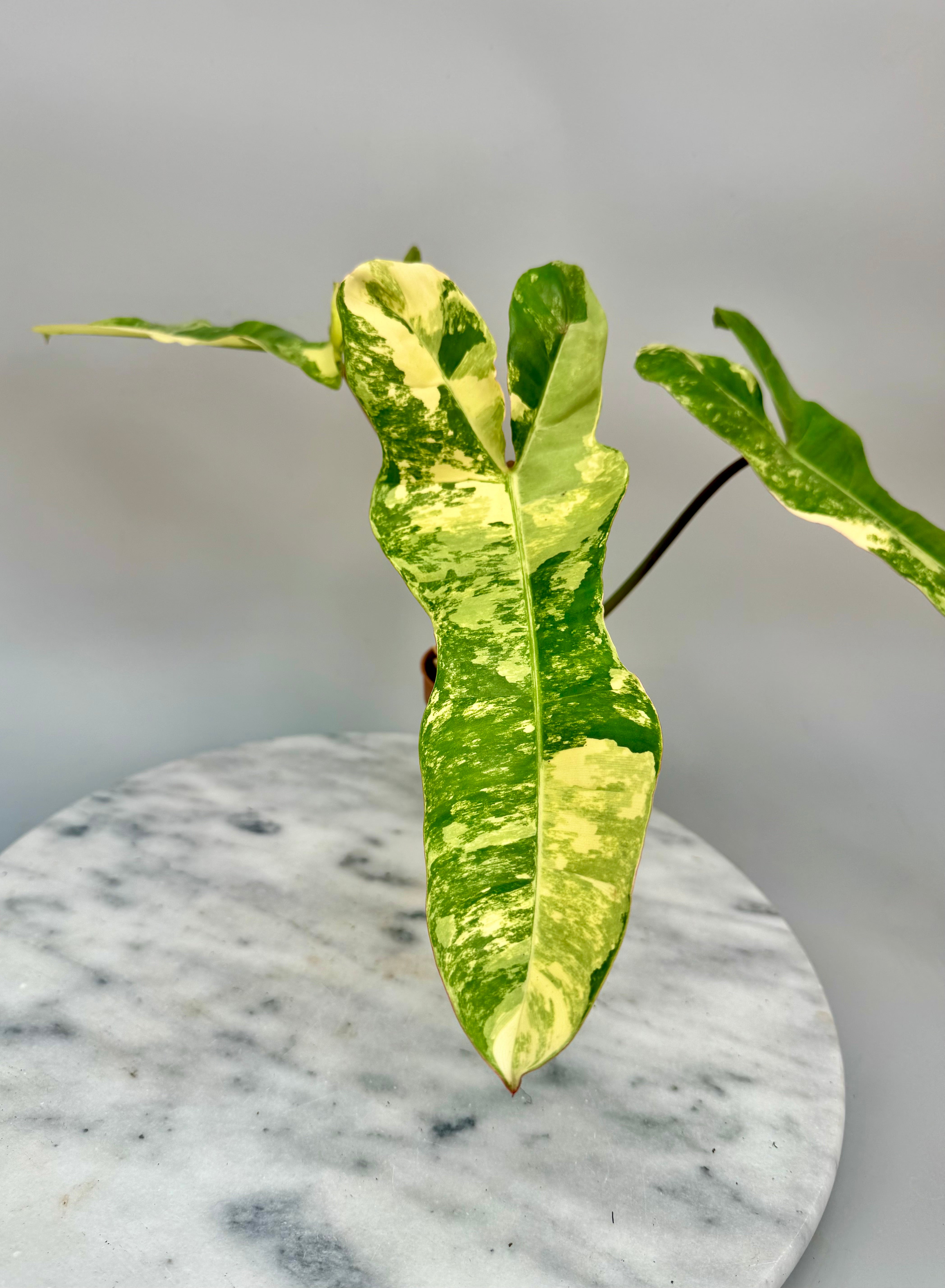 philodendron florida variegata Philodendron billietiae variegata x Florida Beauty