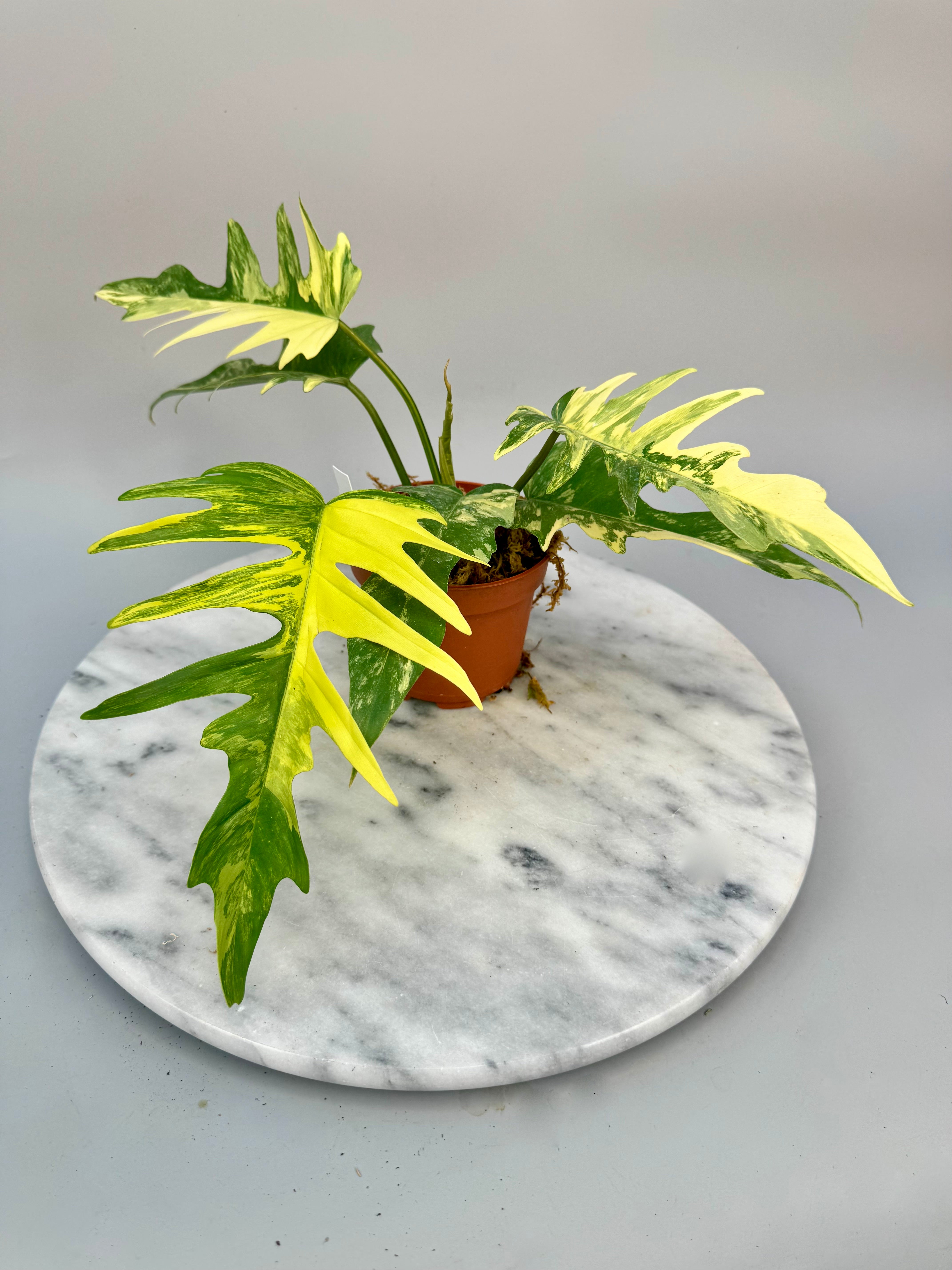 Philodendron tortum x Florida Beauty (Groß Pflanze)