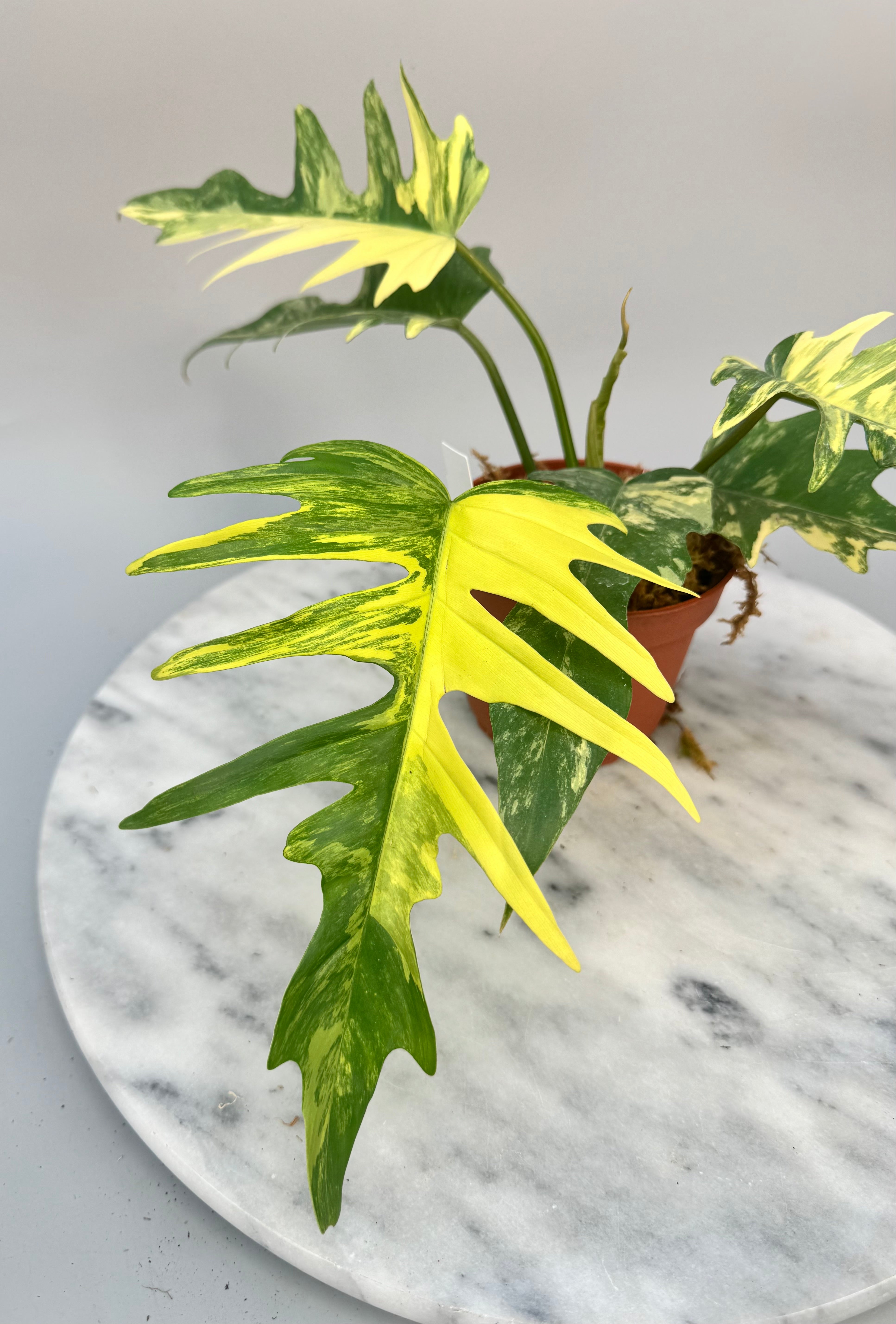 philodendron florida beauty x tortum Philodendron tortum x Florida Beauty (Big Plant)