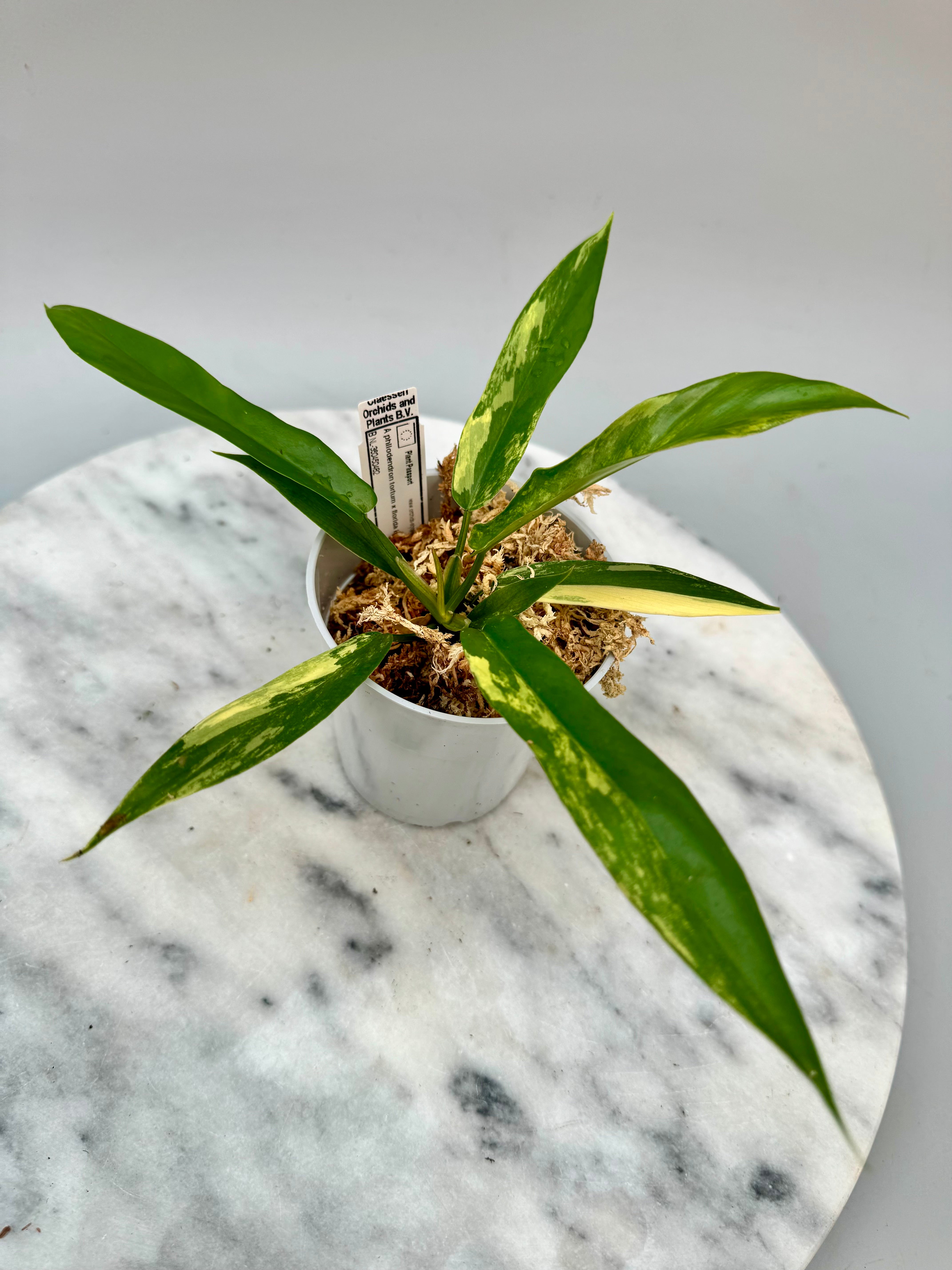 Philodendron tortum x Florida Beauty