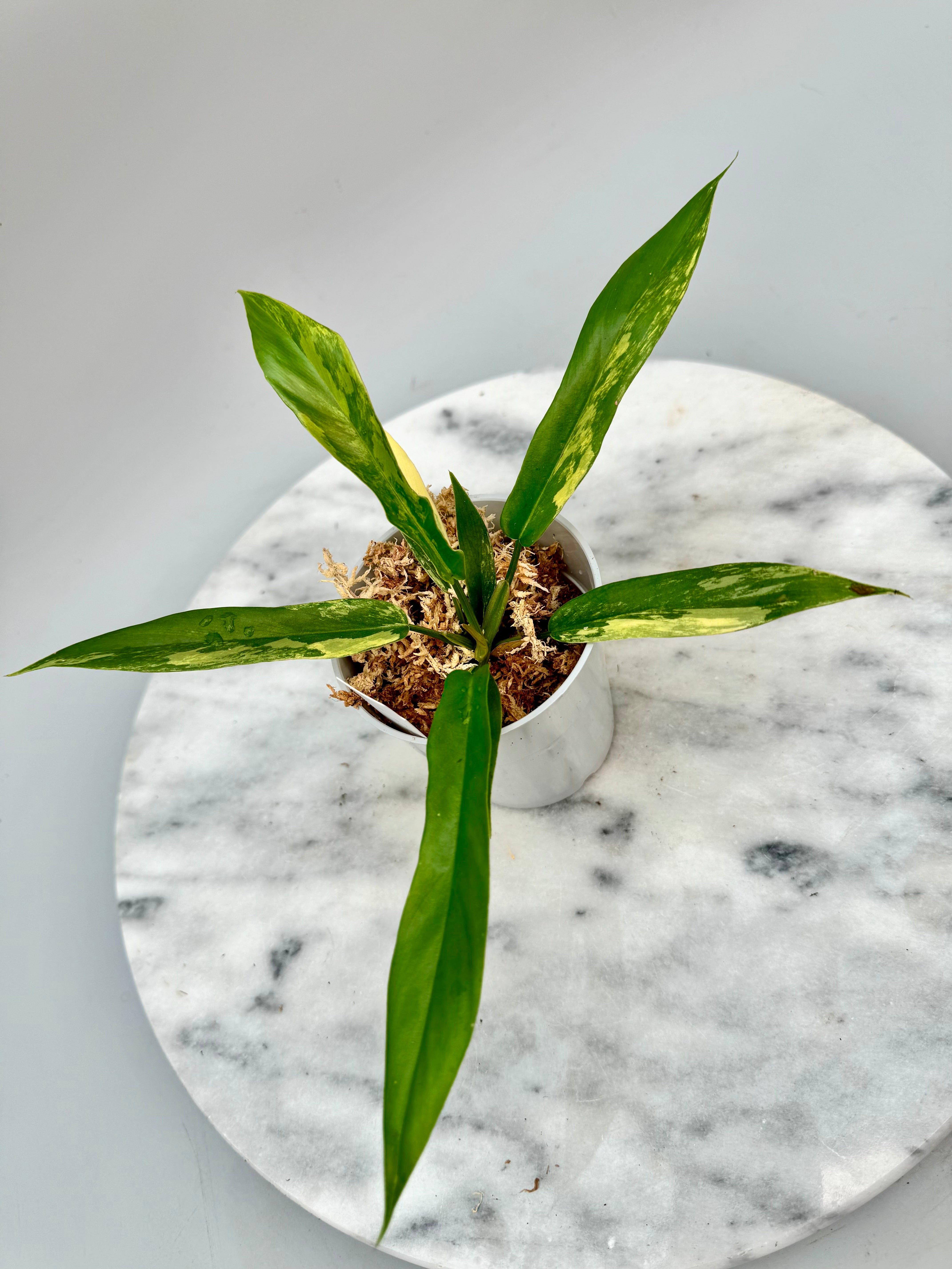 Philodendron tortum x Florida Beauty