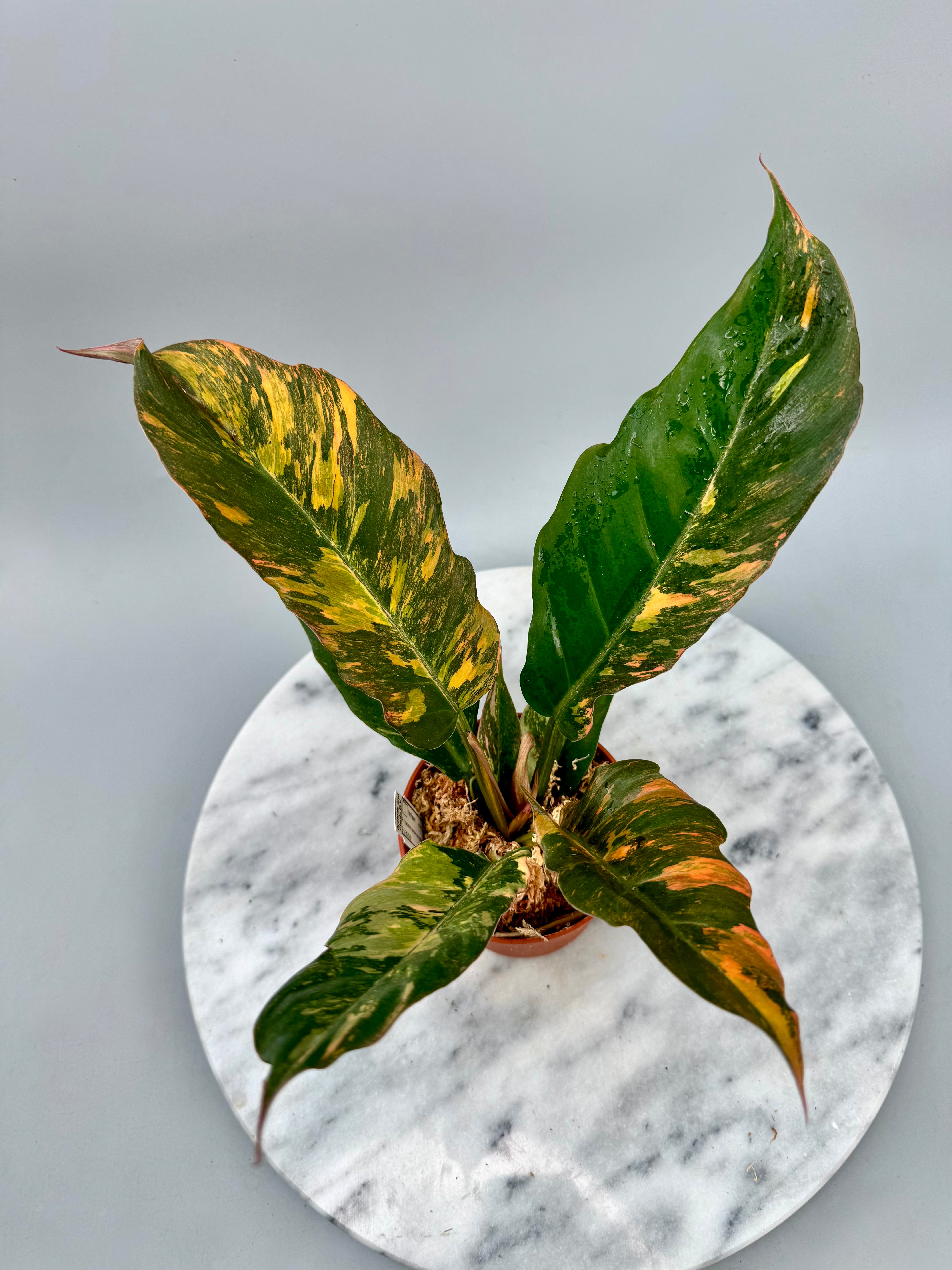 Philodendron Caramel Marble ‘Fire Tiger’ new cmiericloon (Nr 1)