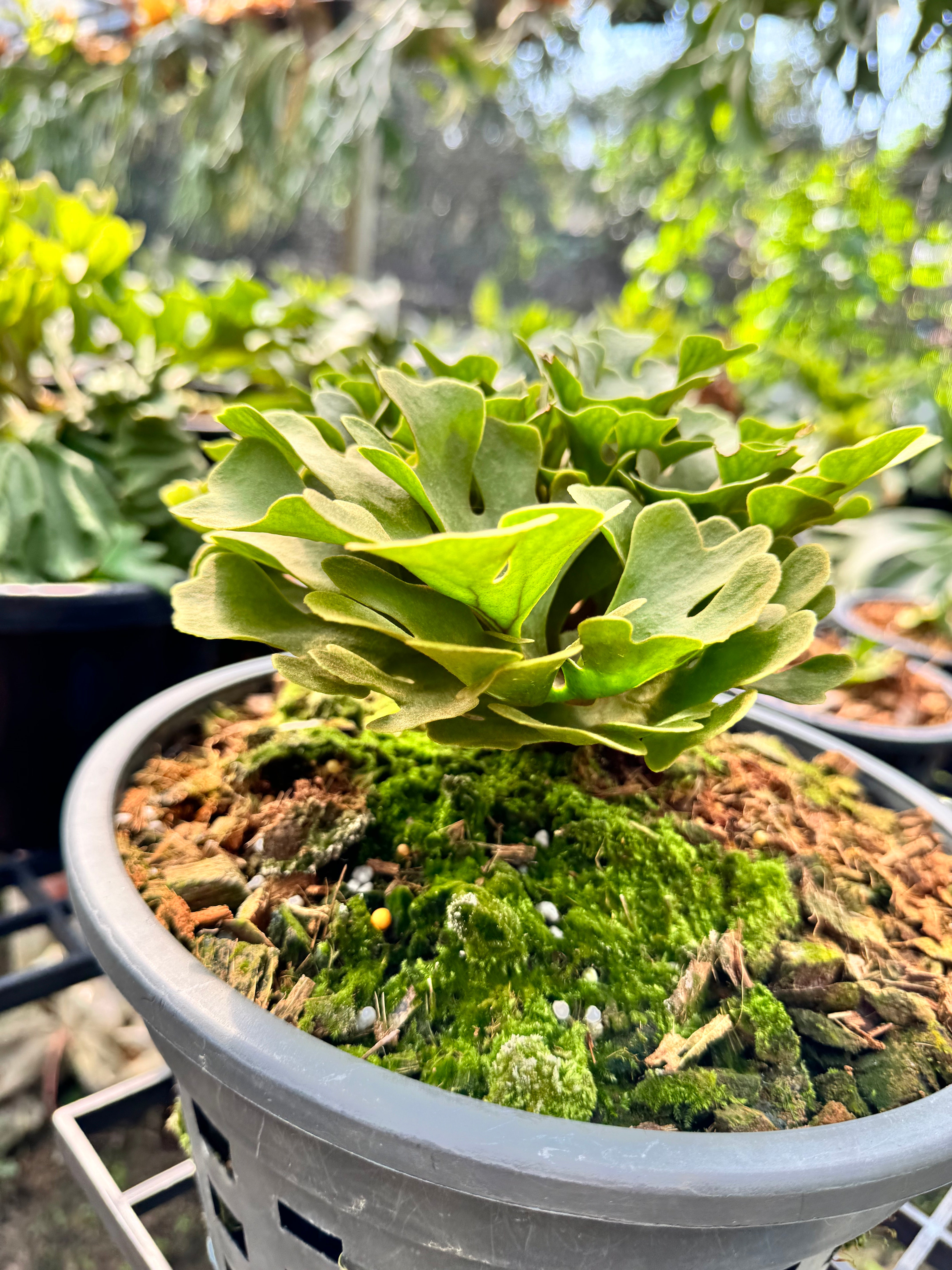 Platycerium ridleyi dwarf