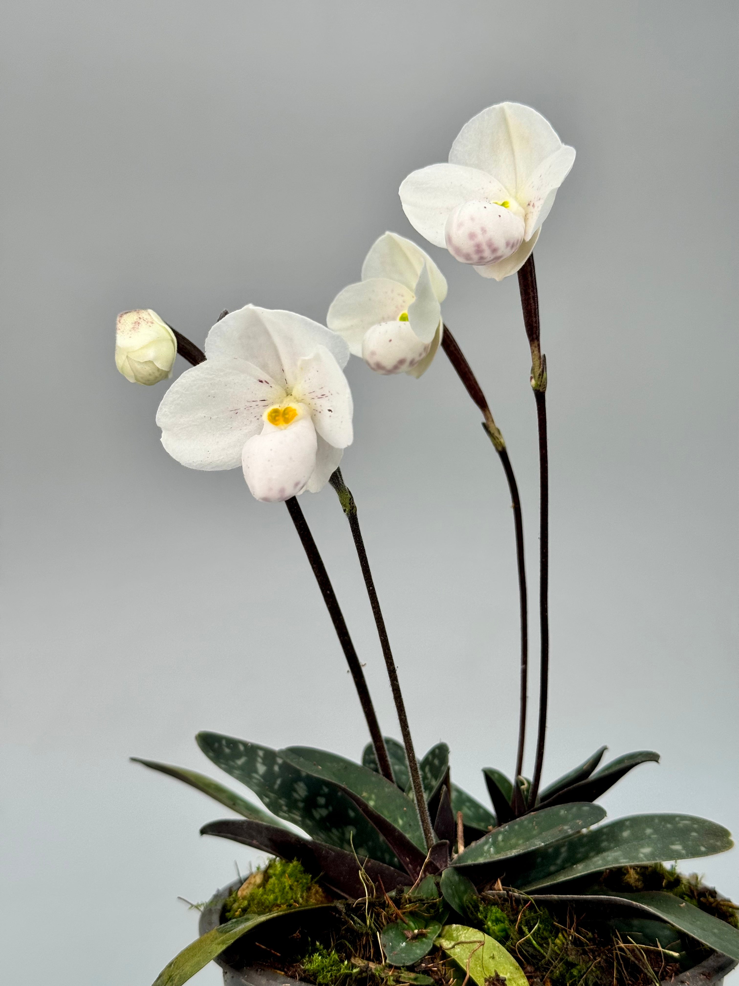 Paphiopedilum thaianum 'Big Plant'