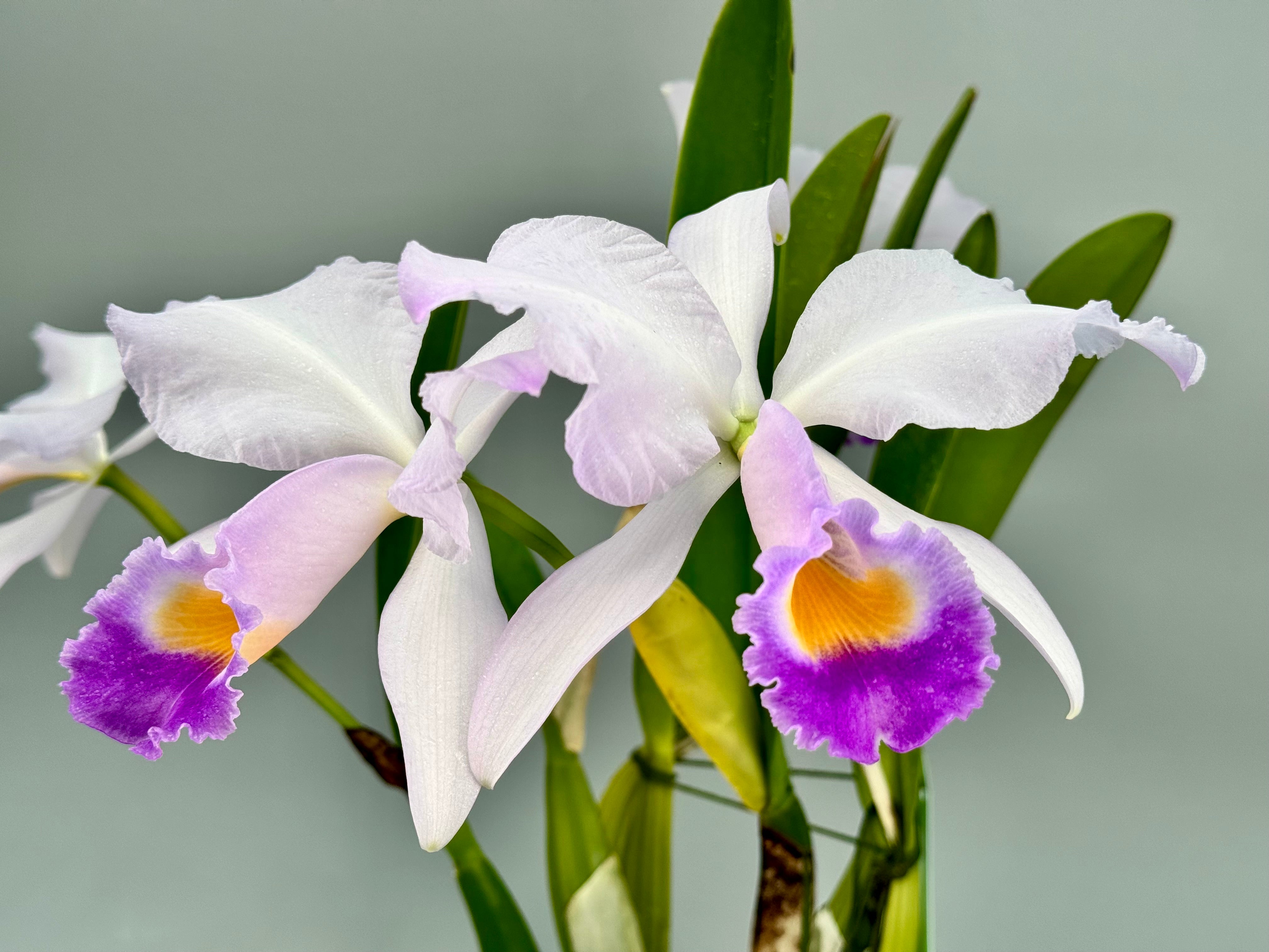 Cattleya trianae var. coerulea "Cielo Azul" (Nr. 1)