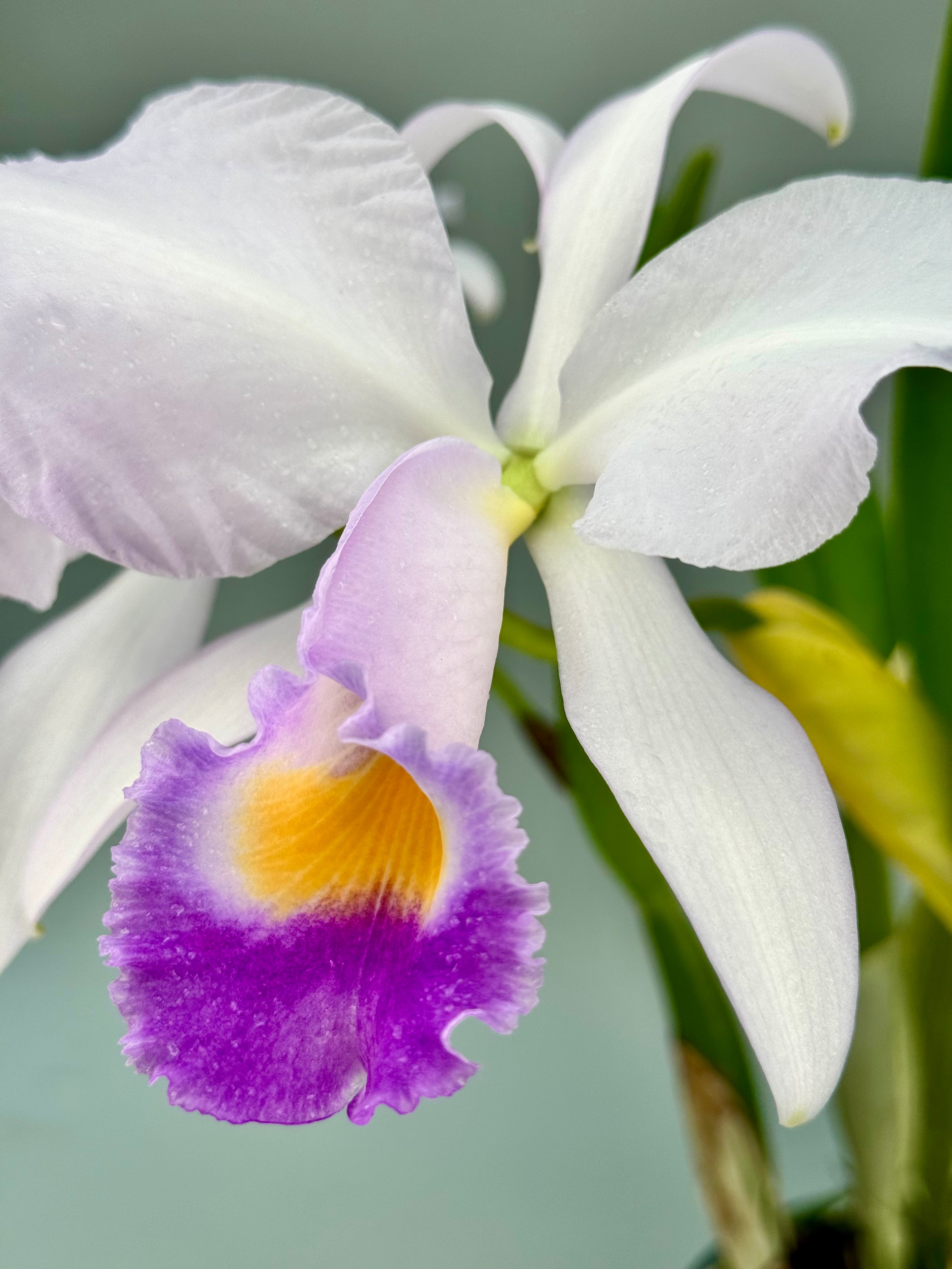 Cattleya trianae var. coerulea "Cielo Azul" (Big Plant)
