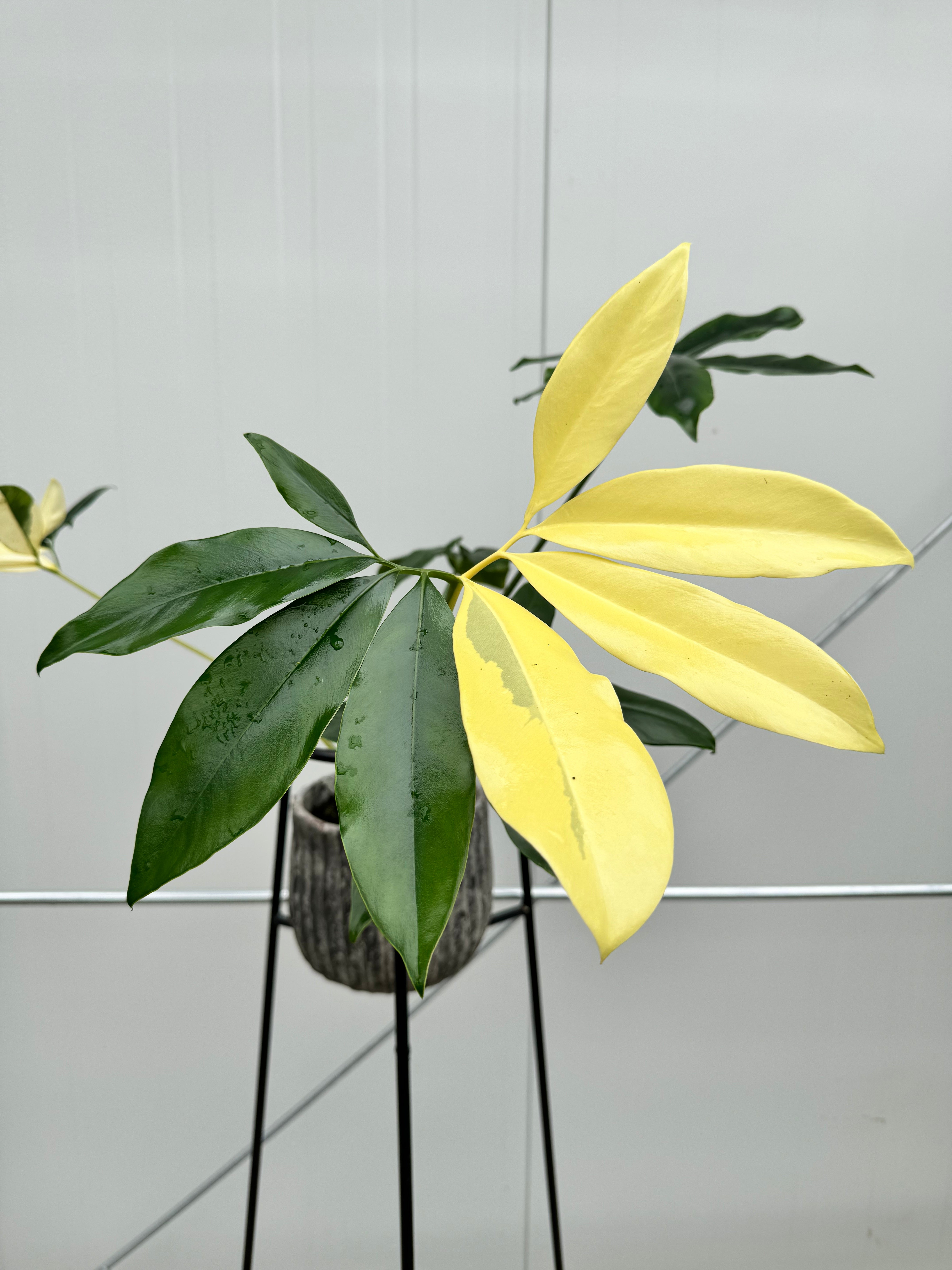 philodendron goeldii verzorging Philodendron goeldii Variegata
