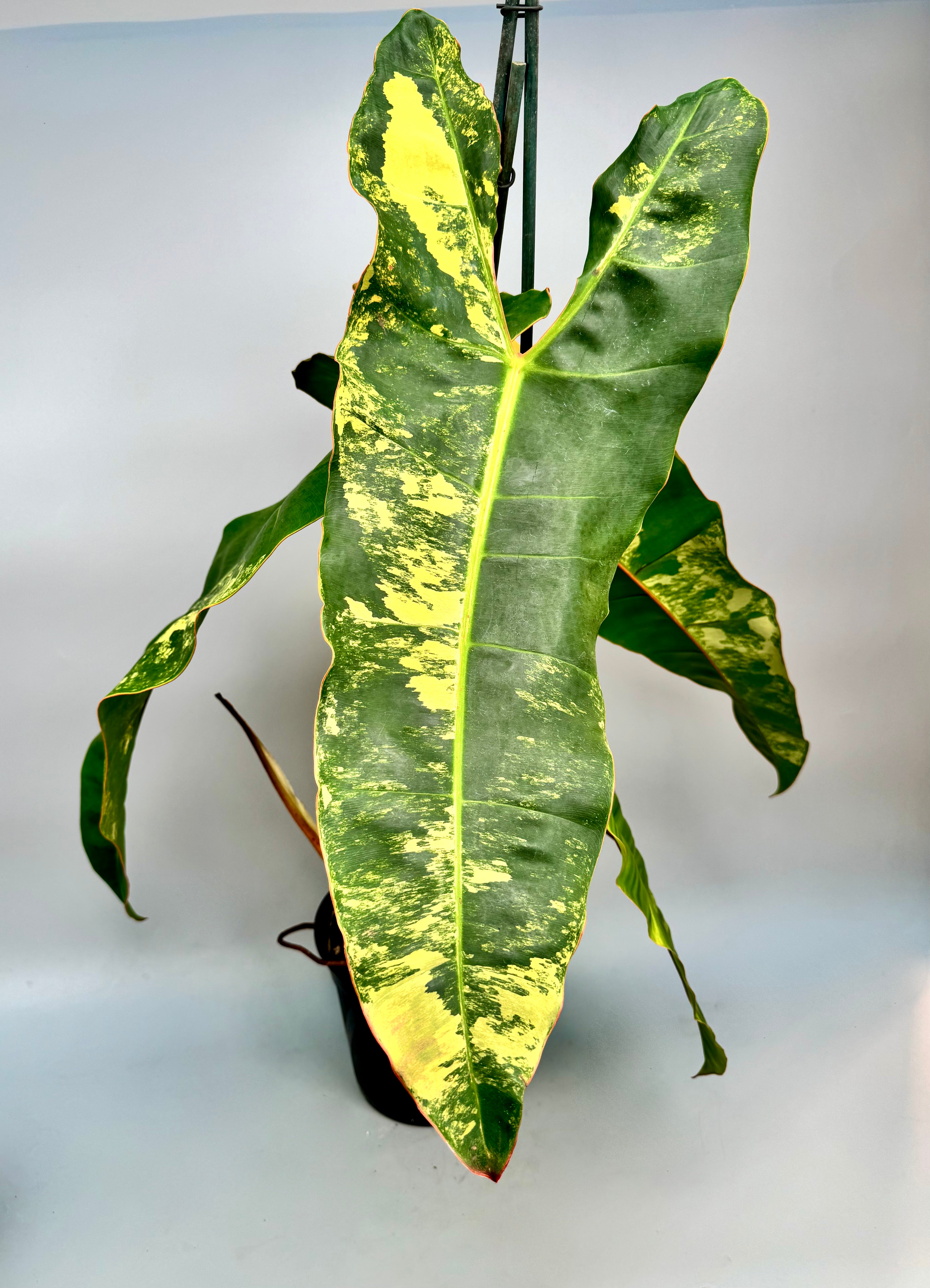 philodendron billietiae croat variegata billietiae orange stalk Philodendron billietiae Variegata "Average Variegation"