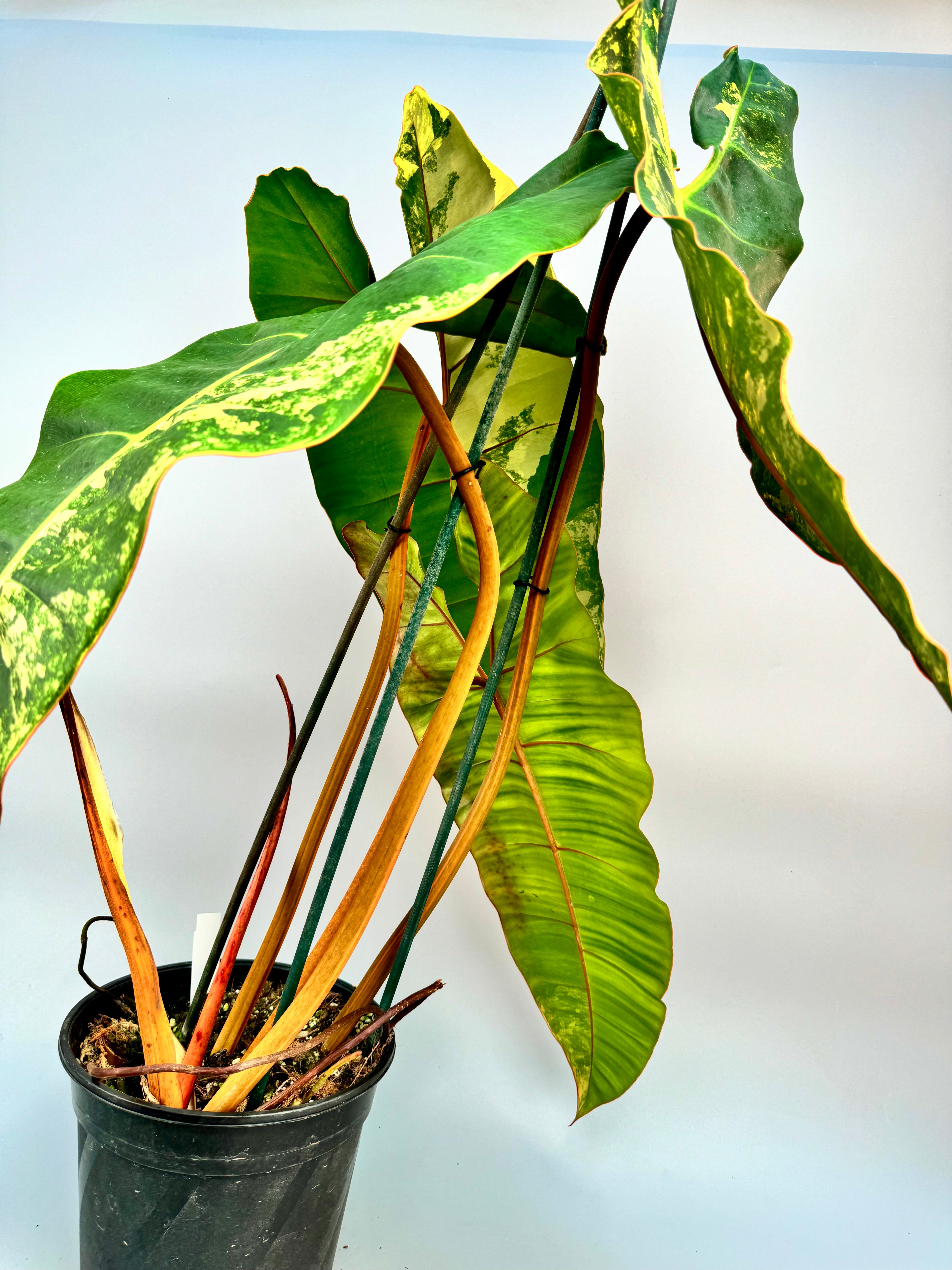 Philodendron billietiae Variegata