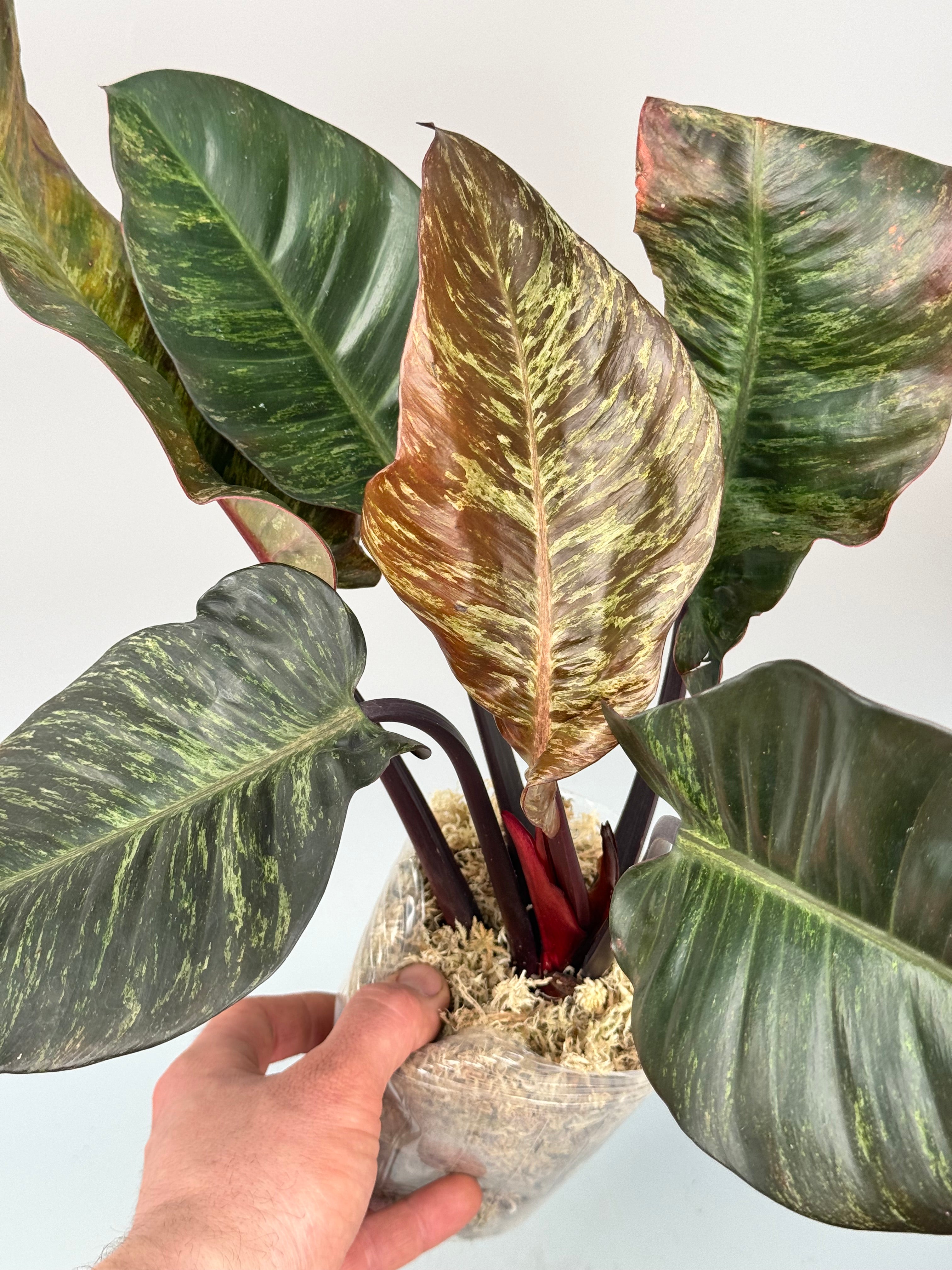 Philodendron Black Cardinal "Marble" (Nr 1)