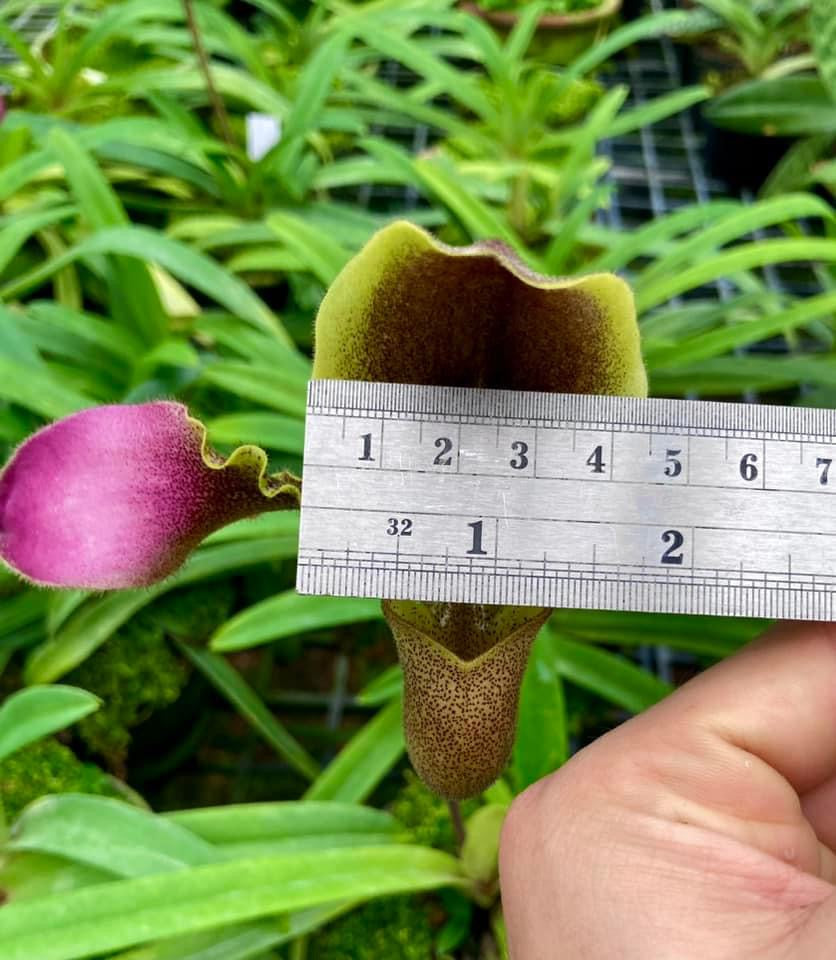 Paphiopedilum hirsutissimum 'Sang Wang' Am/RHT