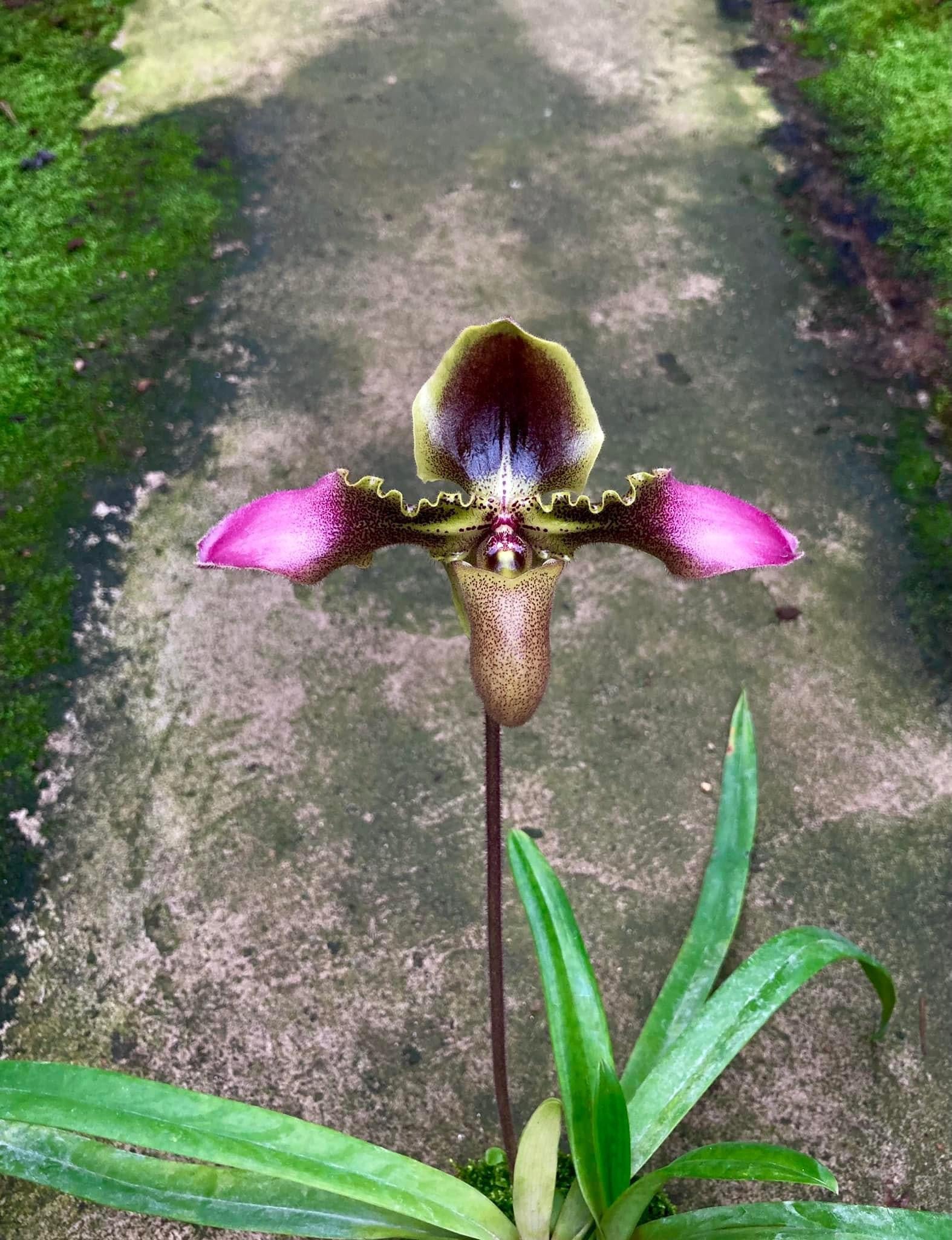 Paphiopedilum hirsutissimum 'Sang Wang' Am/RHT