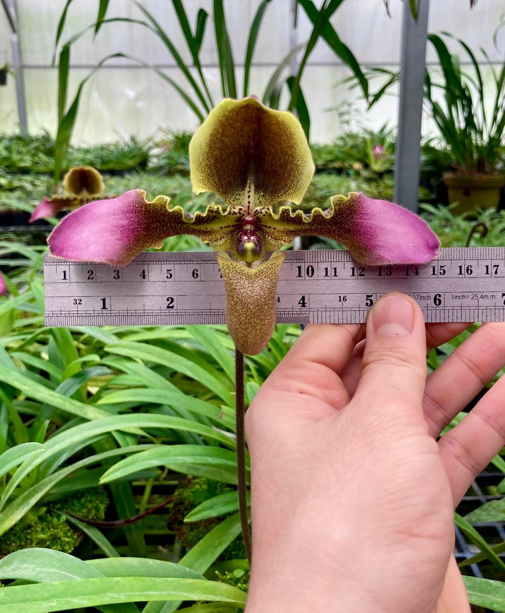 Paphiopedilum hirsutissimum 'Sang Wang' Am/RHT