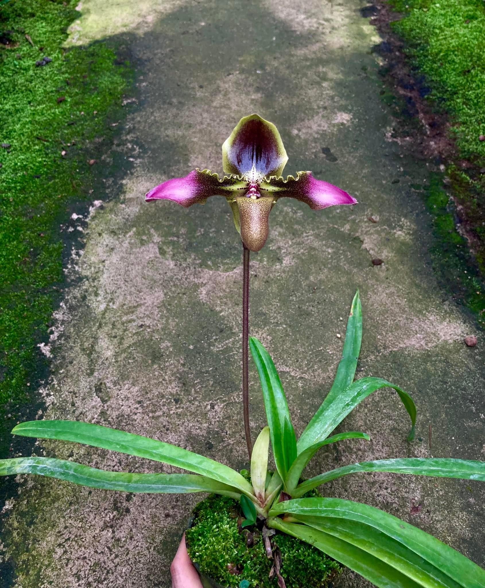 Paphiopedilum hirsutissimum 'Sang Wang' Am/RHT