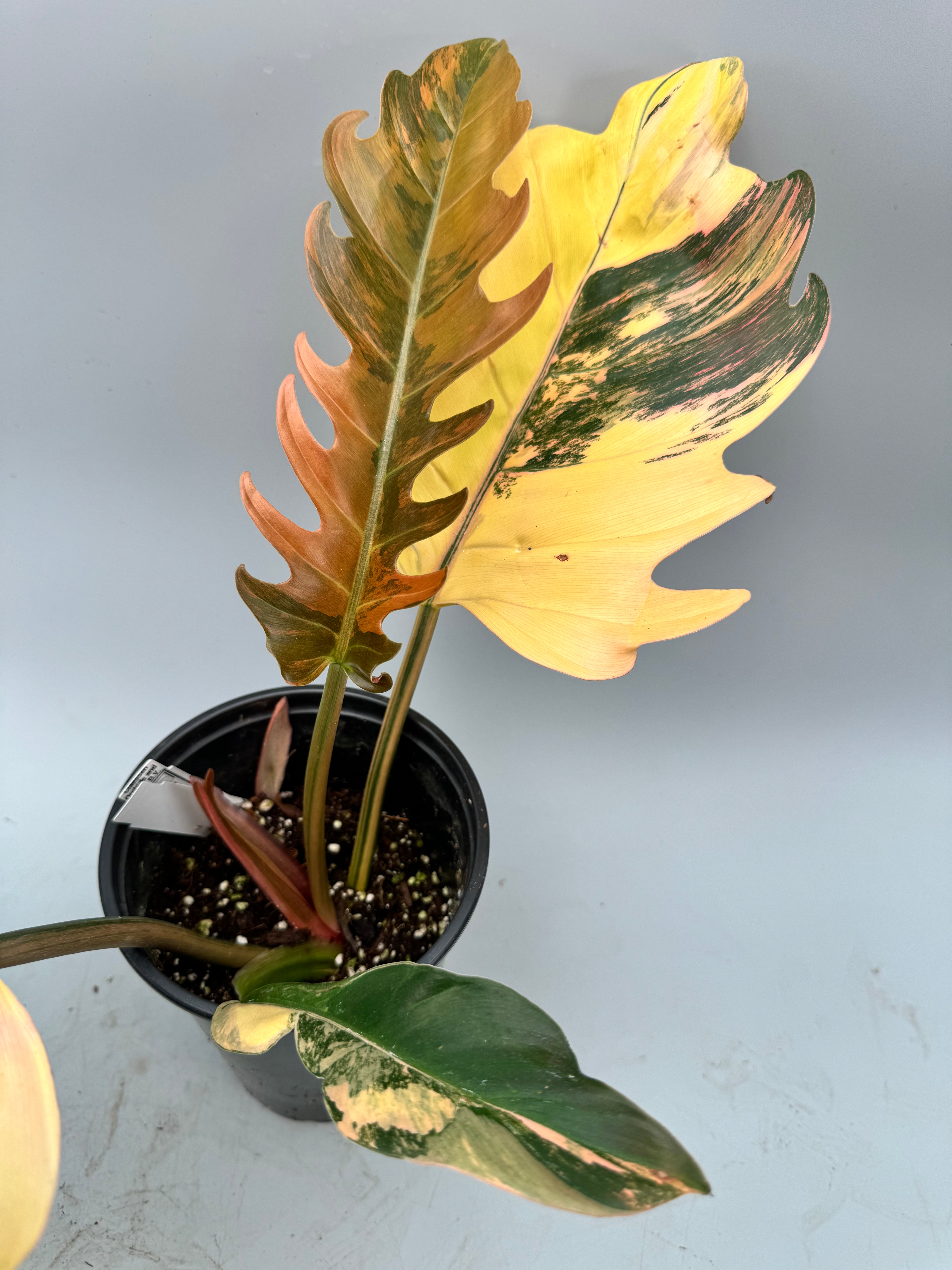 Philodendron Caramel Marble (nr 1)