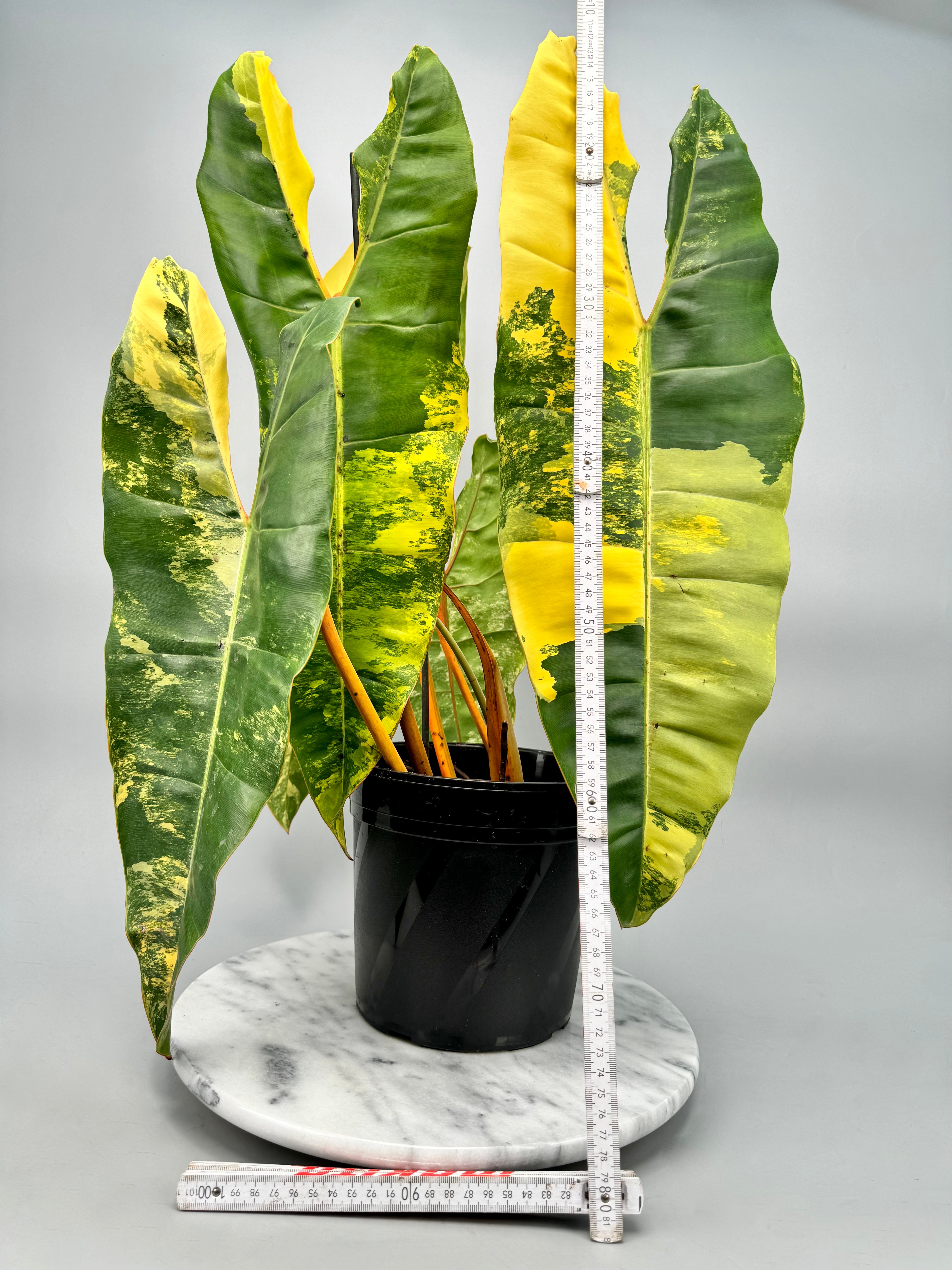 Philodendron billietiae Variegata  (nr 1)