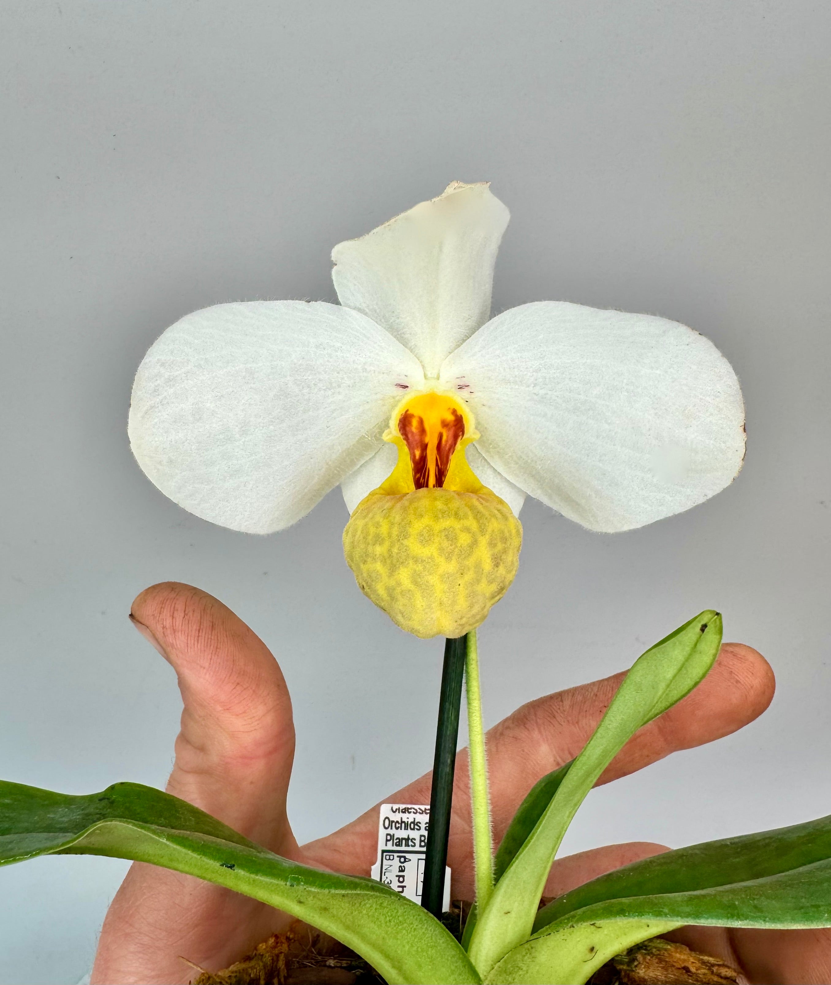Paphiopedilum emersonii (Clump)