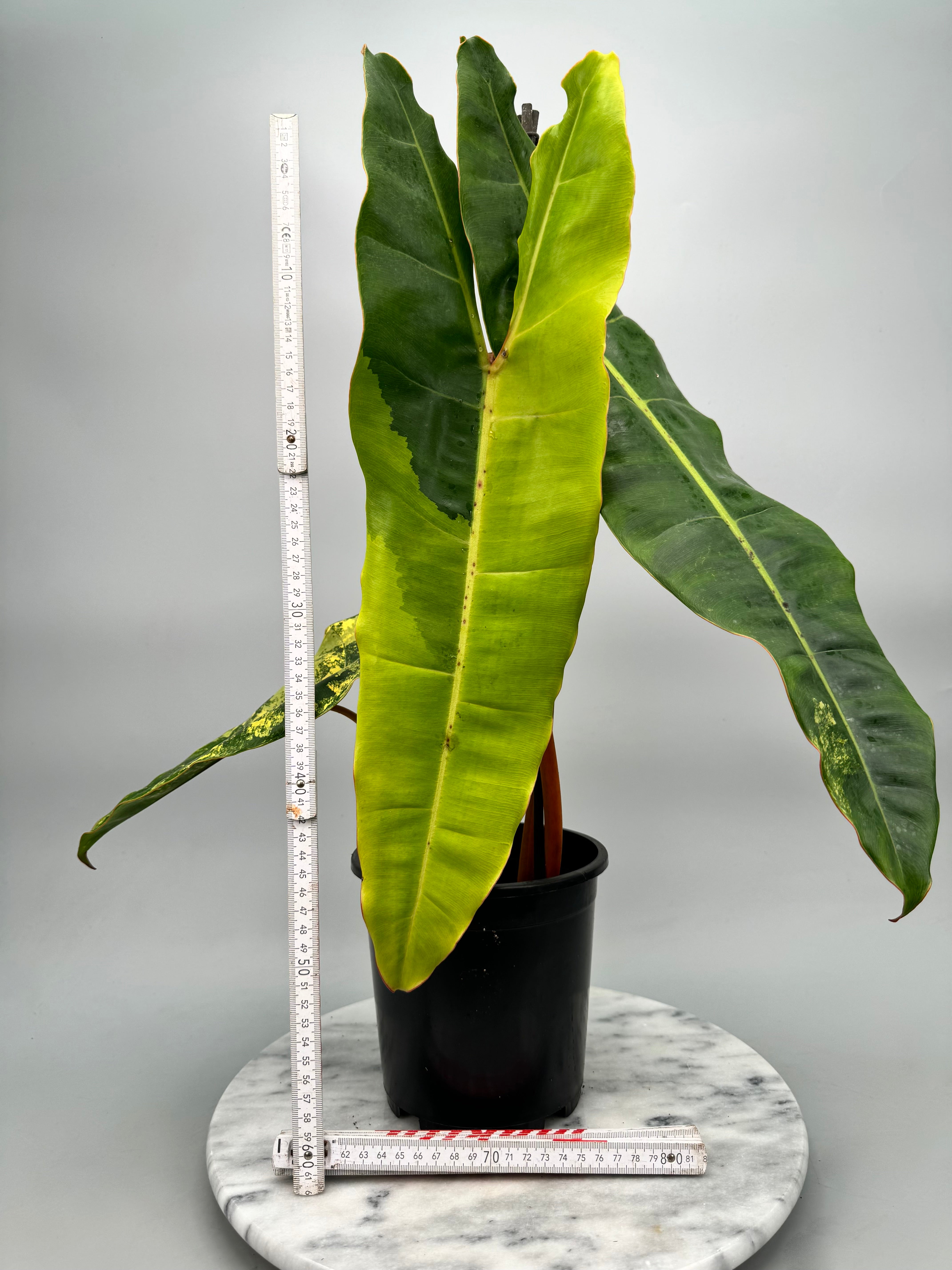 Philodendron billietiae Variegata "Almost Full Moon"