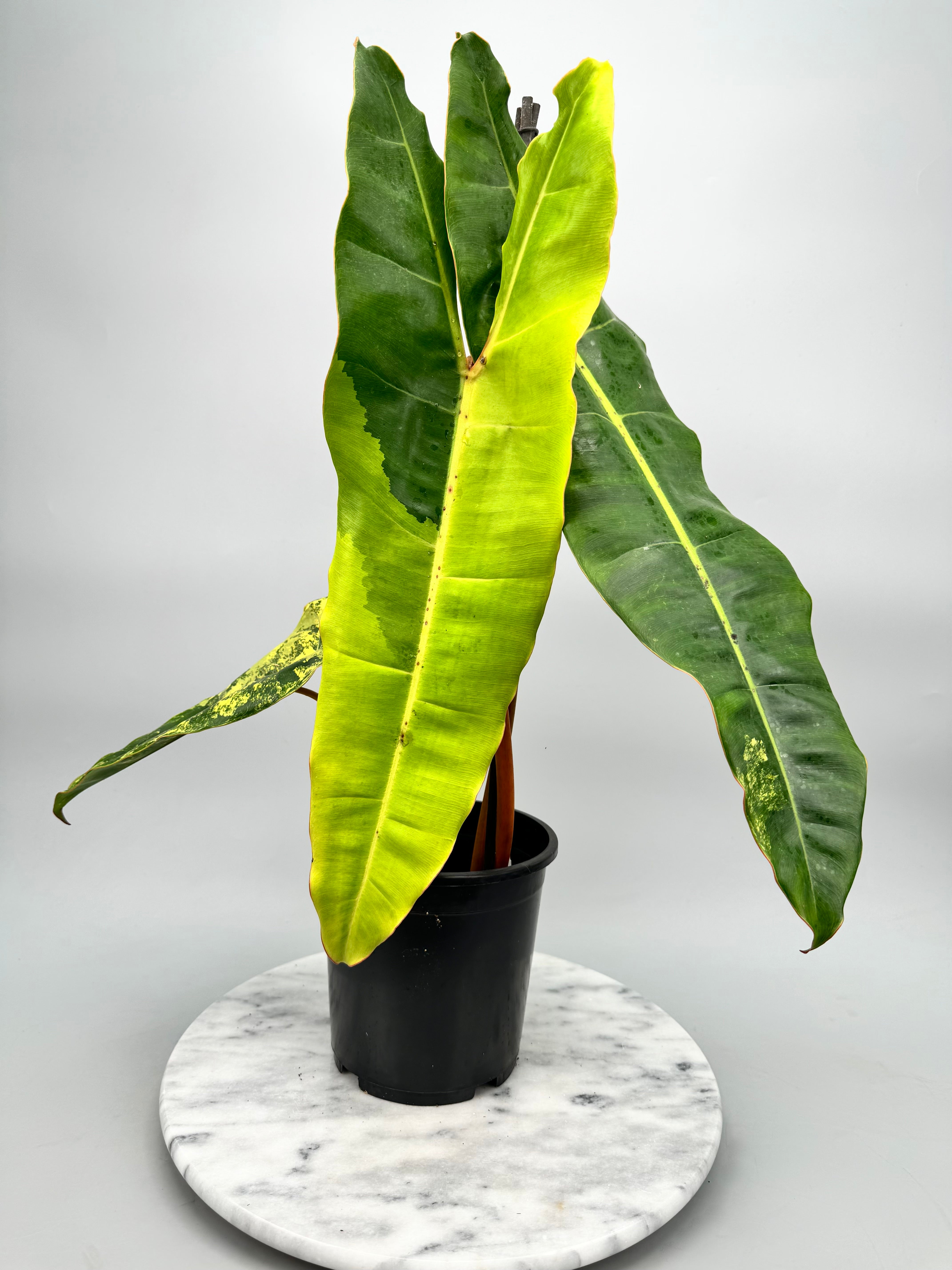 philodendron billietiae croat variegata billietiae orange stalk Philodendron billietiae Variegata "Almost Full Moon"