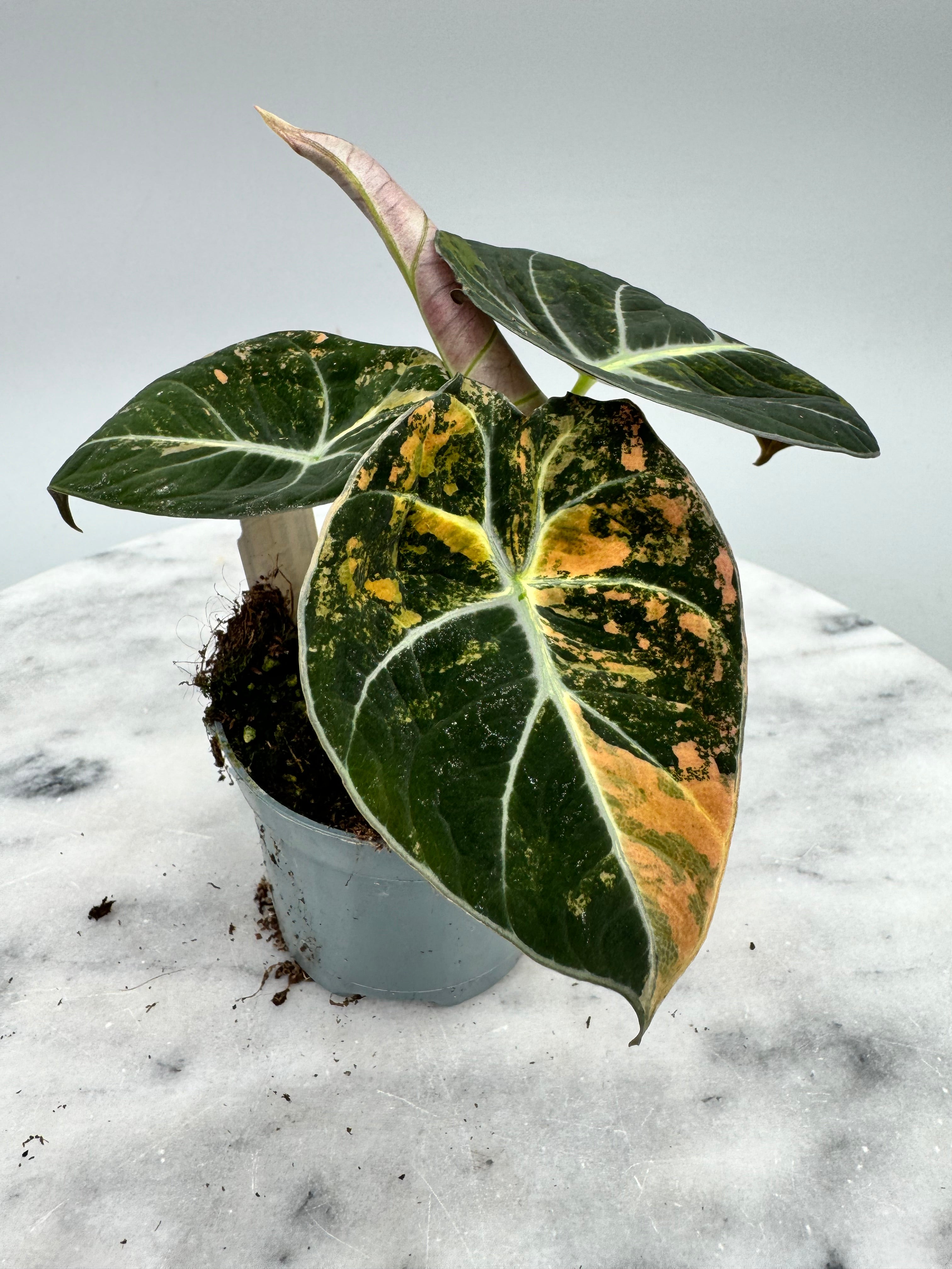 Alocasia black velvet aurea variegata (eitjes, knolletjes)