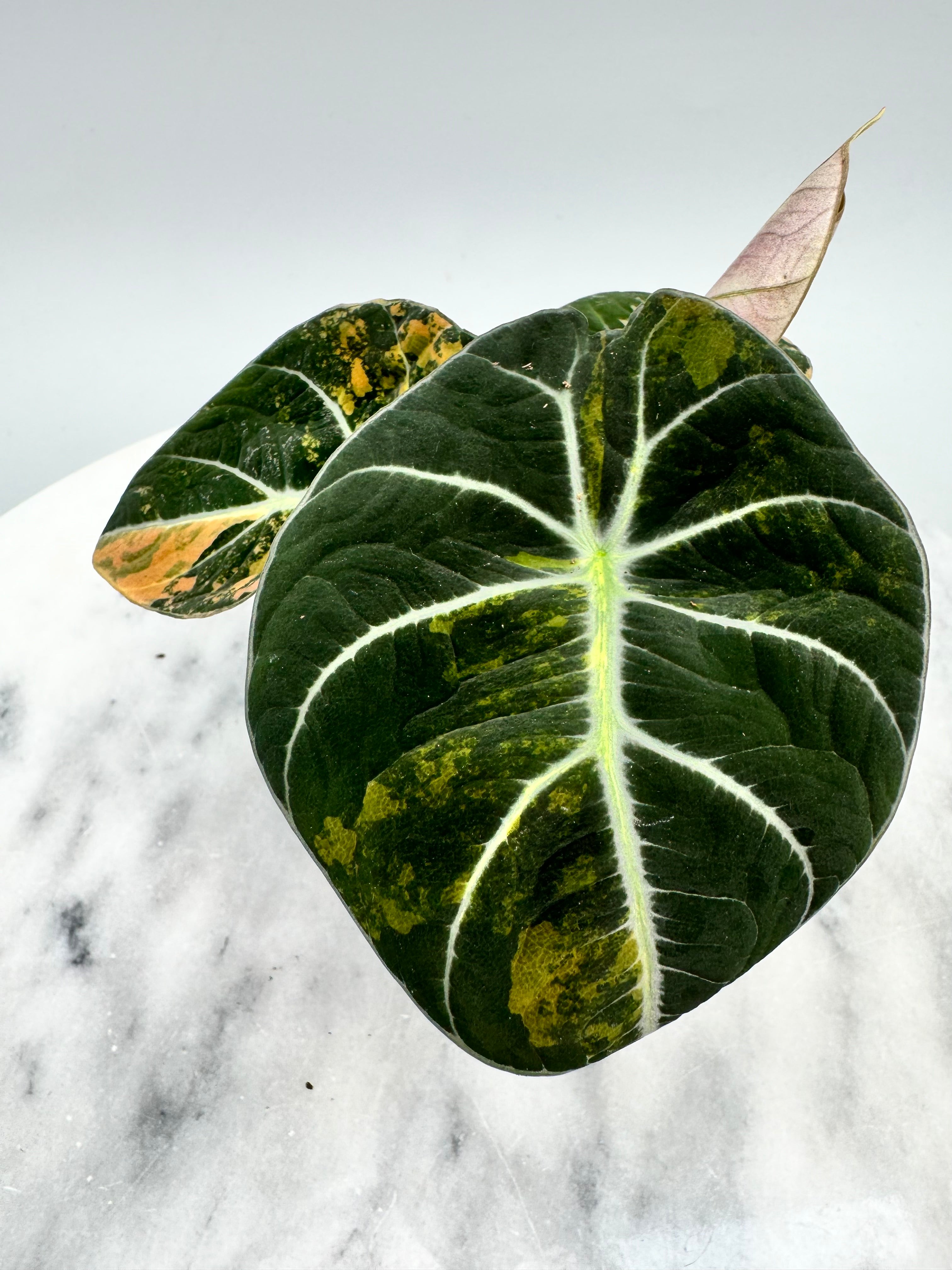 Alocasia black velvet aurea variegata (eitjes, knolletjes)